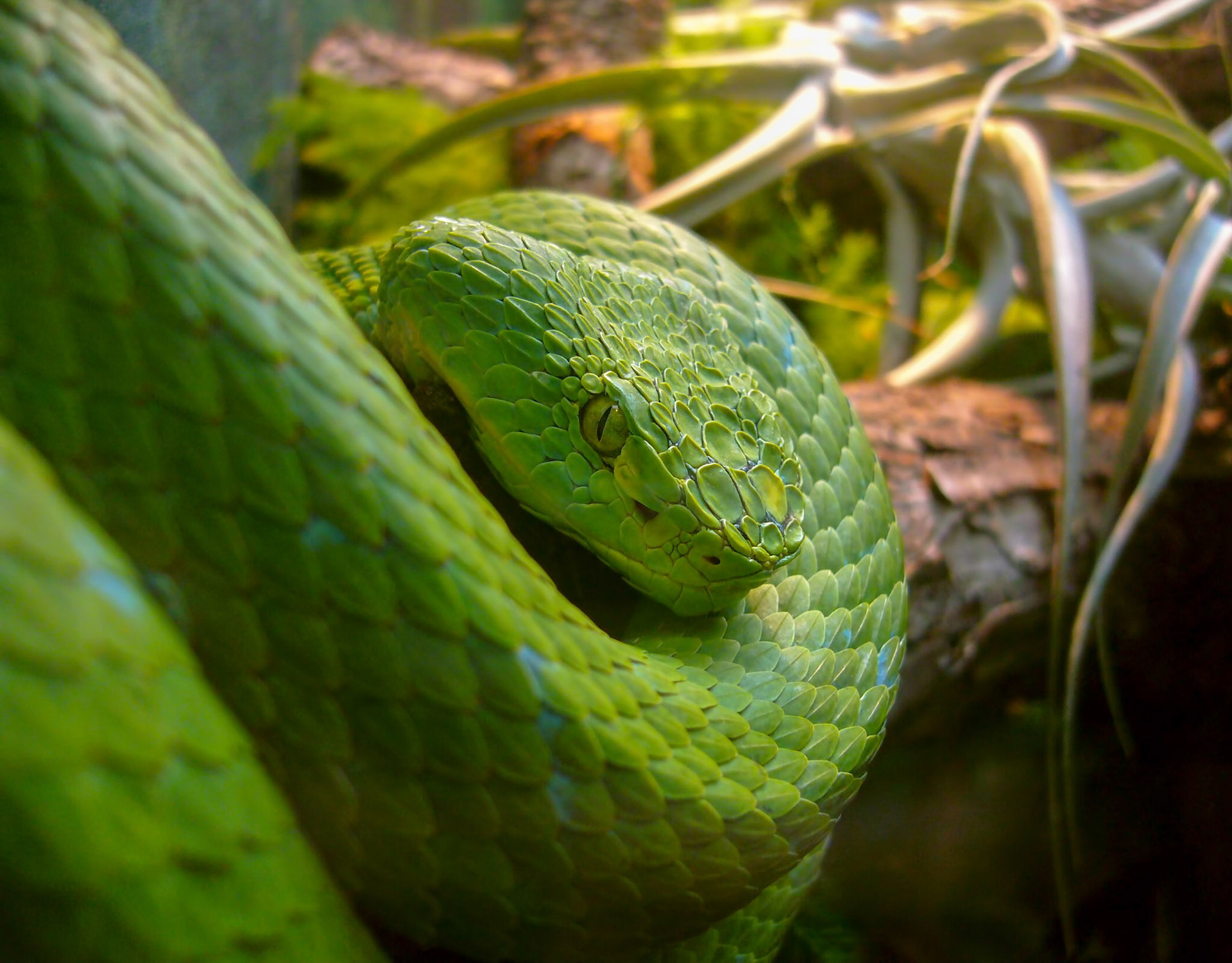 A Rowley's palm pit viper (Bothriechis rowleyi) coils on a branch in its enclosure at the San Antonio Zoo in San Antonio Texas.