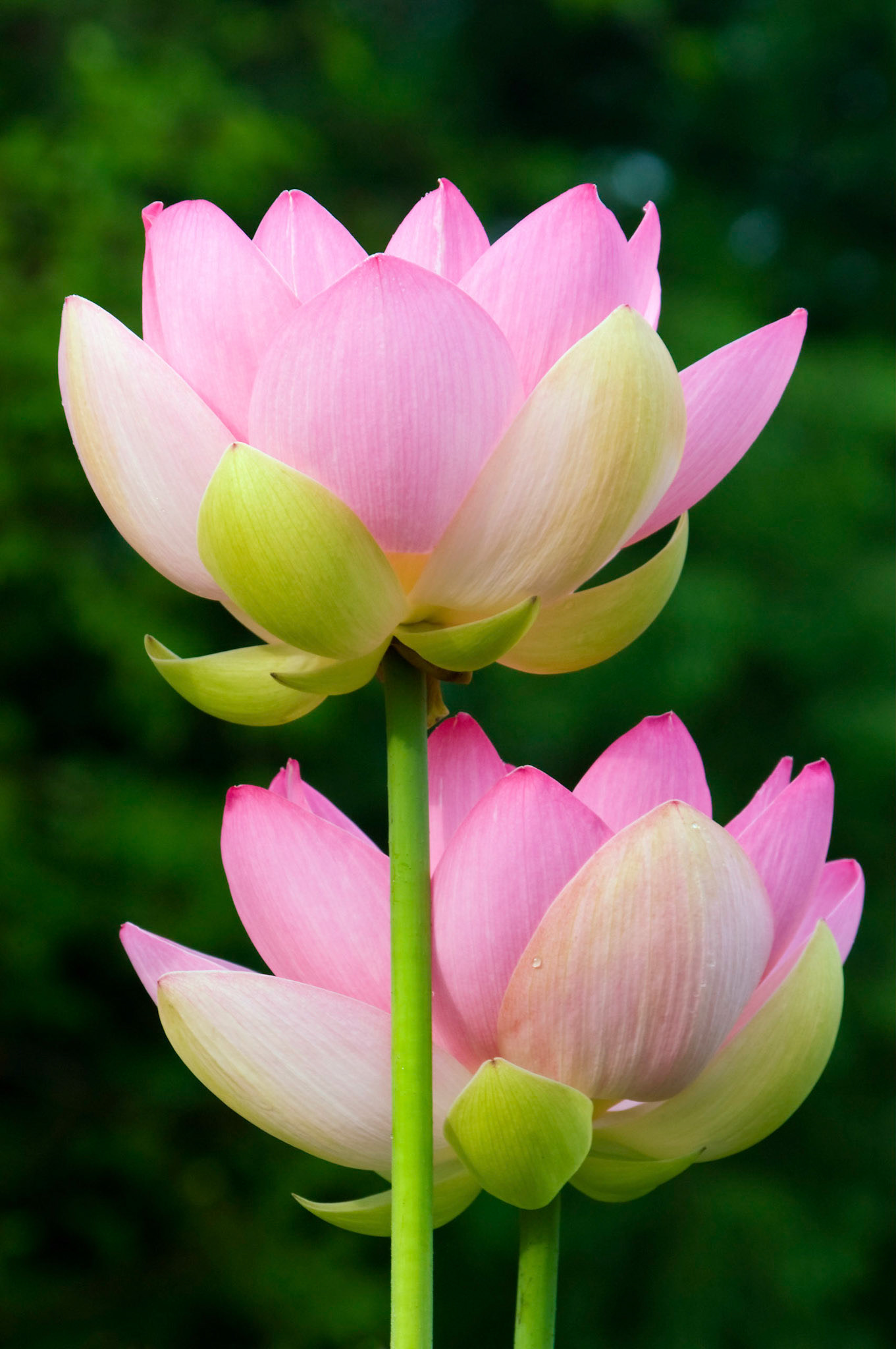 Two lotus blossoms (nelumbo nucifera, aka Sacred Lotus) compete for sun at the Kenilworth Aquatic Gardens in Washington DC.