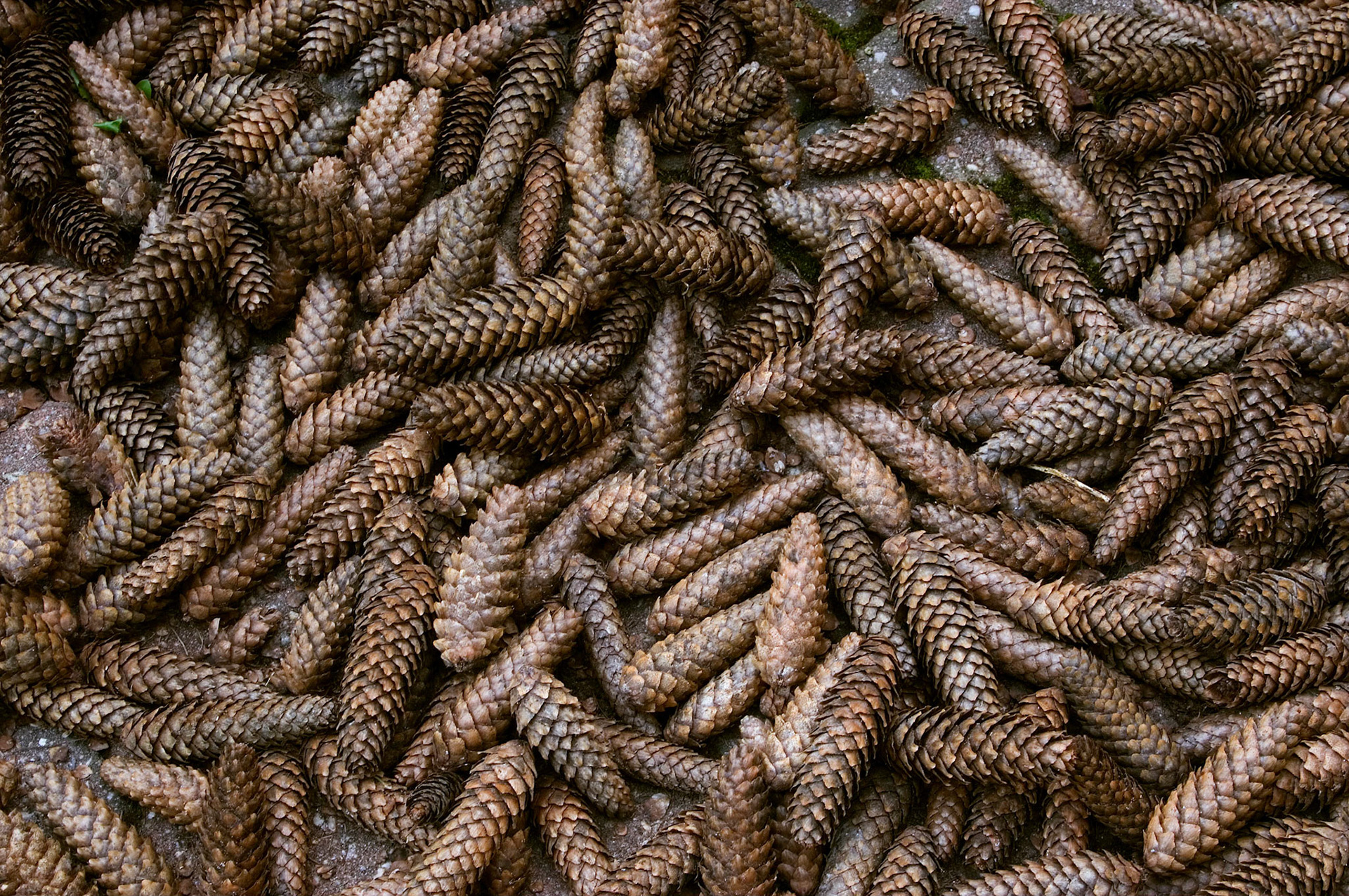 Pinecones in a pile.