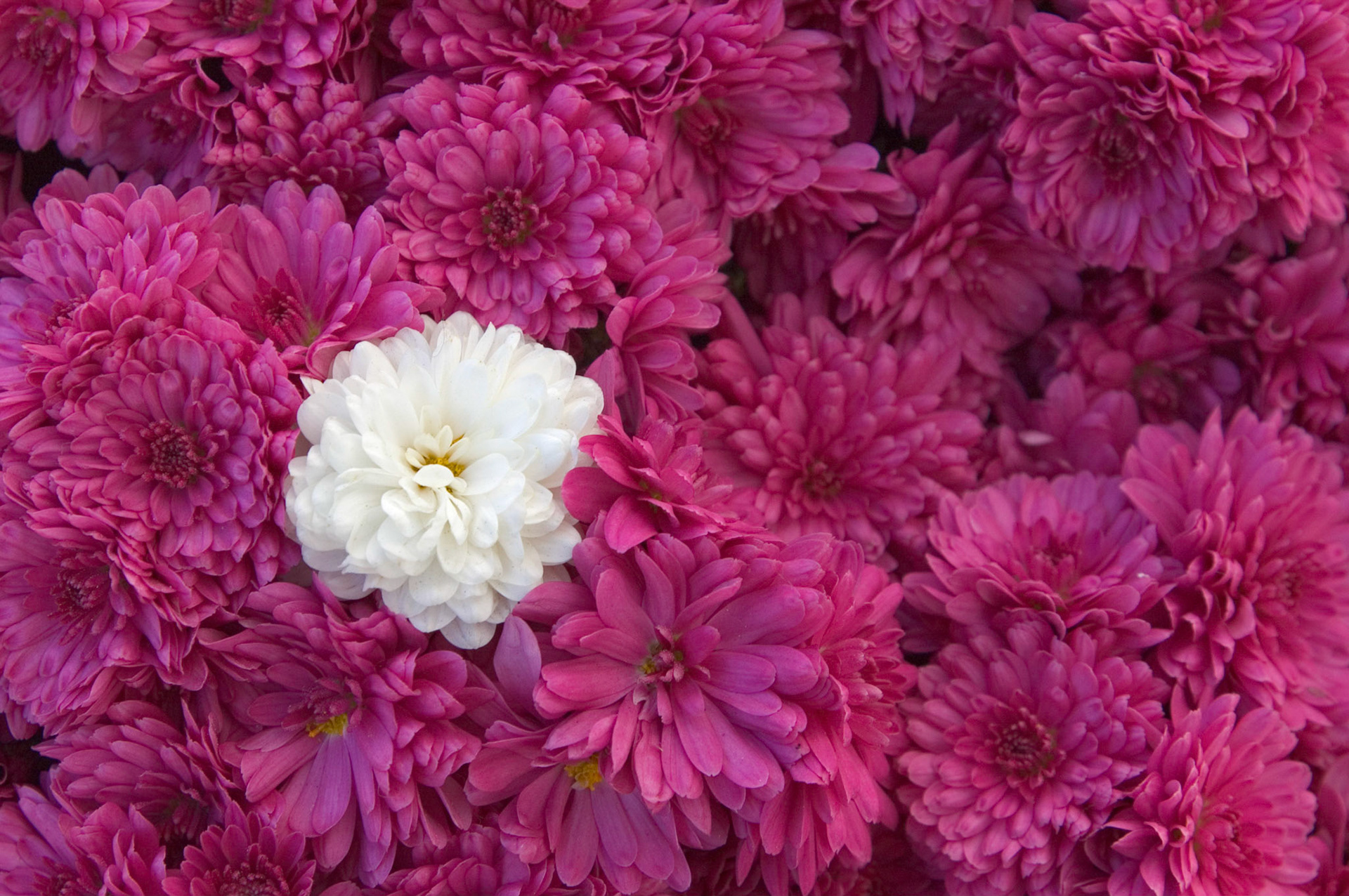 One white chrysanthemum in a bunch of pink ones in Washington DC.