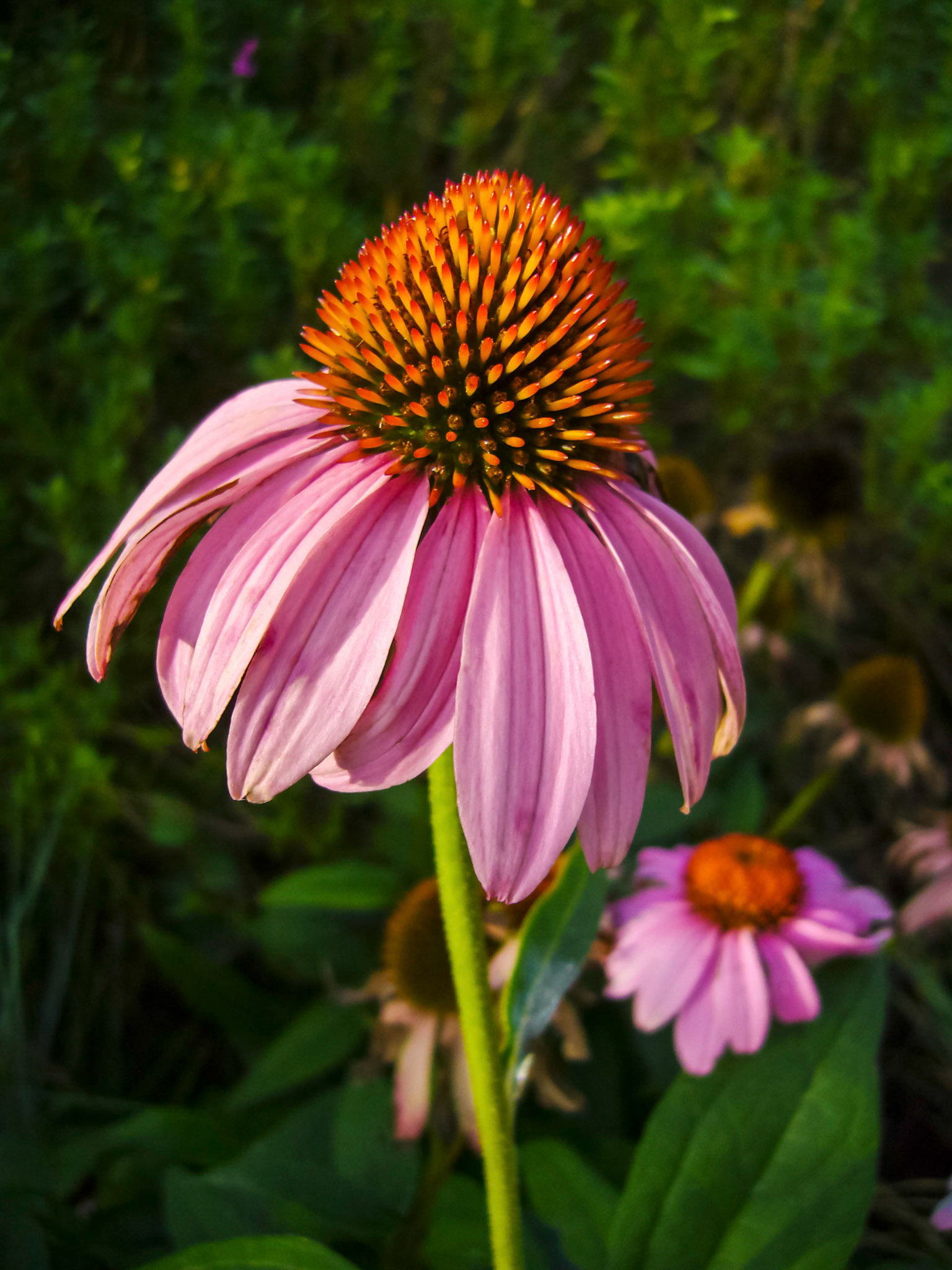 Purple coneflowers (Echinacea purpurea) bloom at the San Antonio Botanical Garden in San Antonio Texas.
