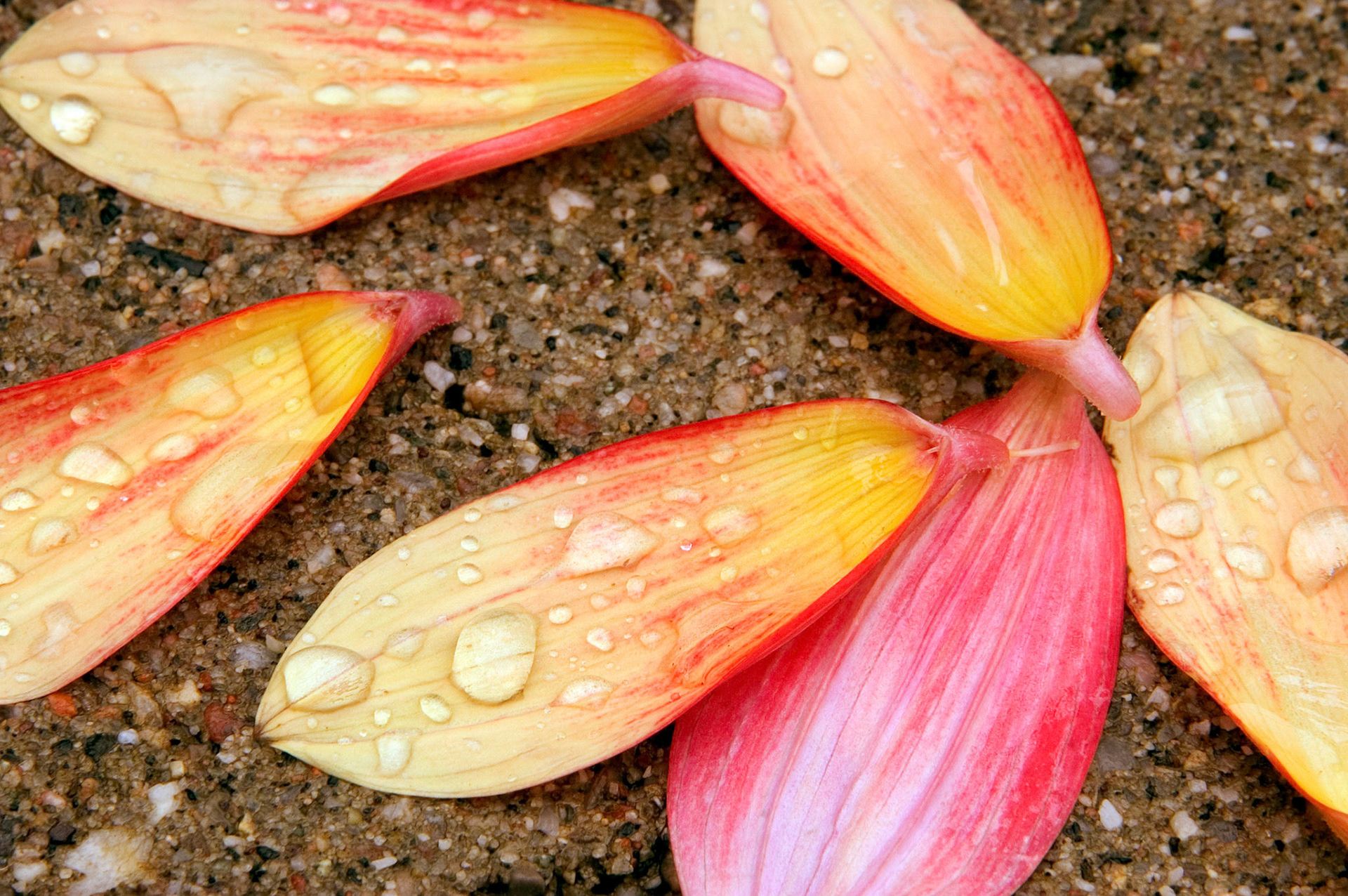 Some dahlia petals have fallen from the flower in the rain onto a sidewalk in Ottawa, Ontario, Canada.