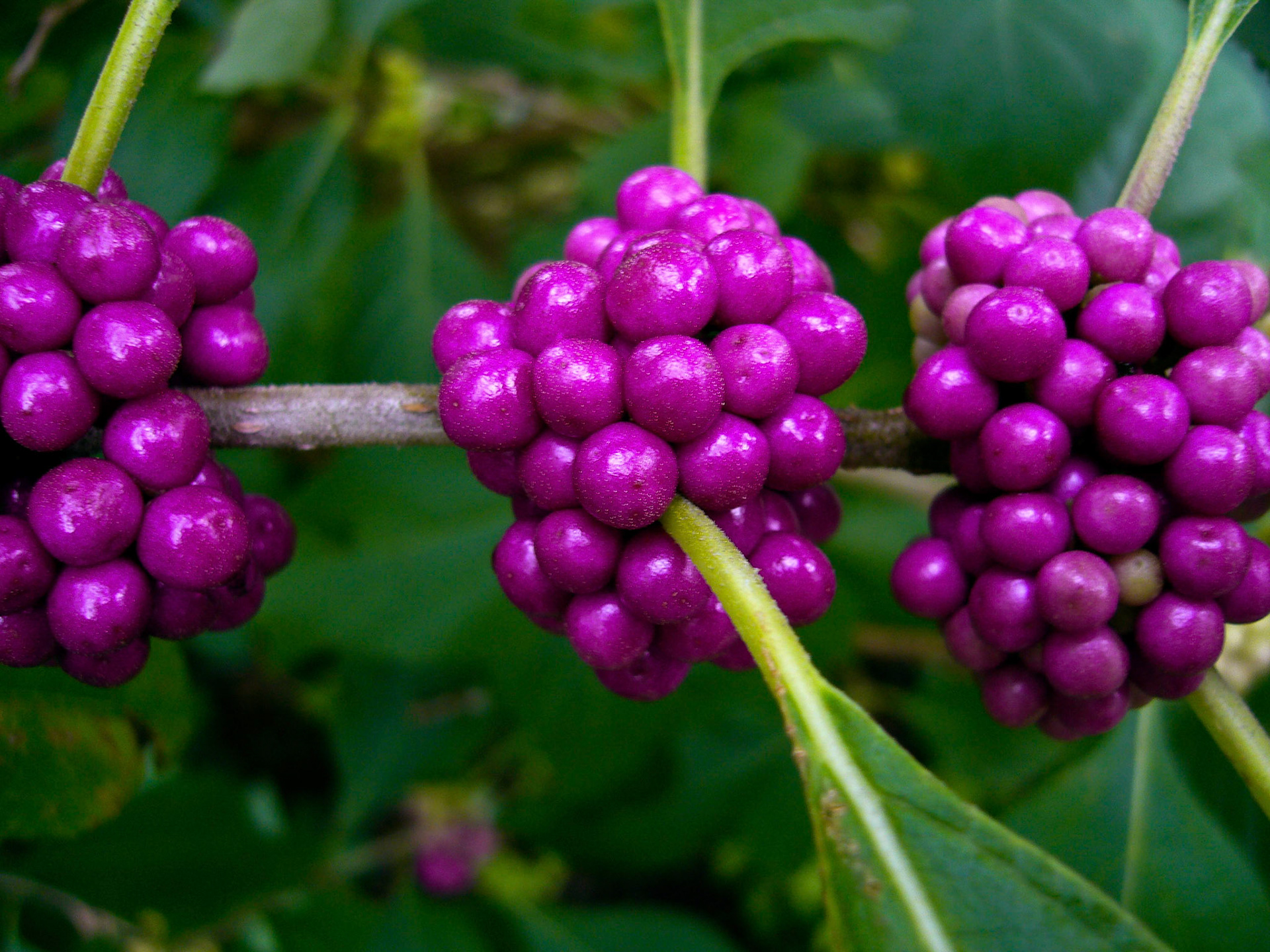 American beautyberry (Callicarpa americana) berries ripen at the San Antonio Botanical Garden in San Antonio Texas.
