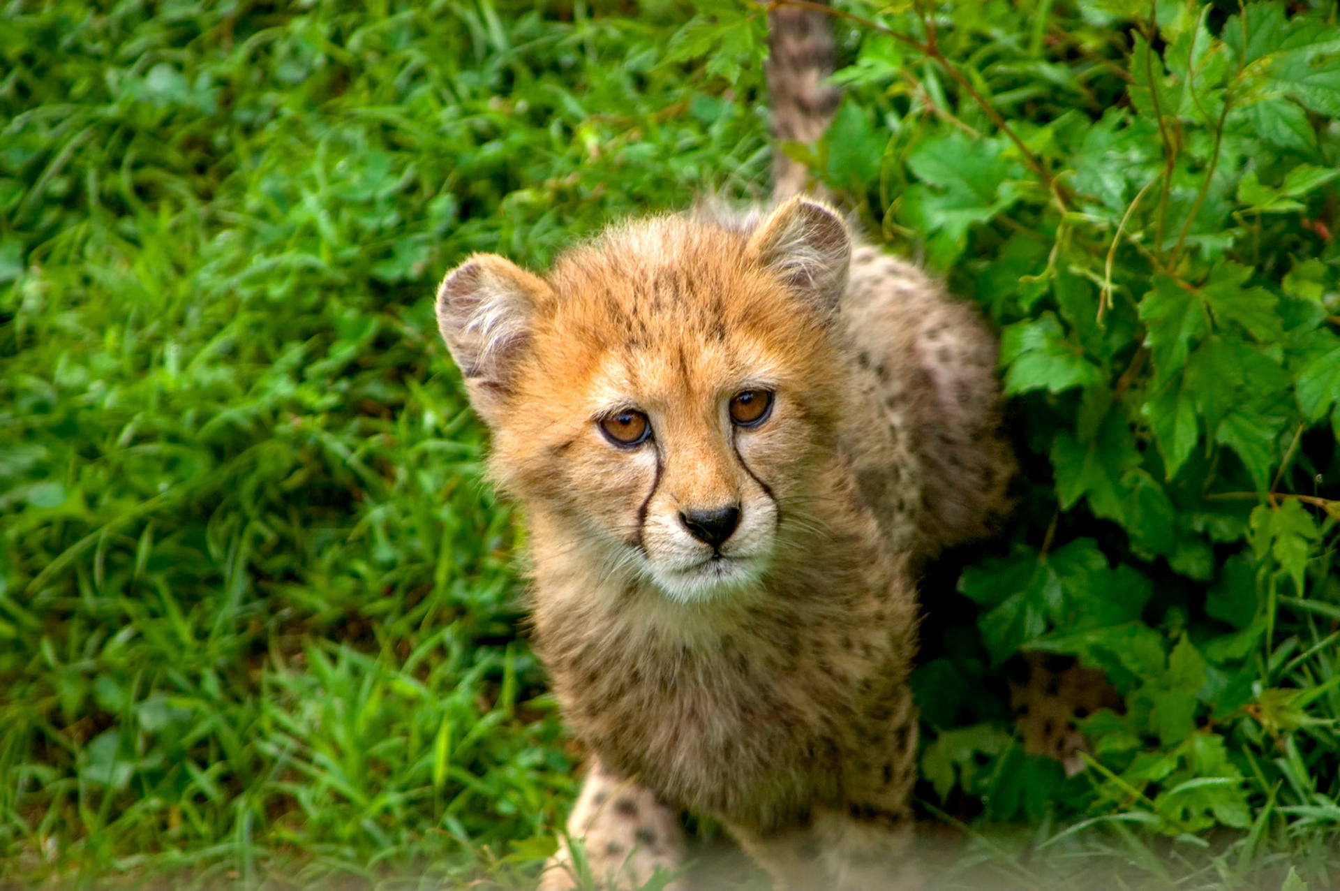 A cheetah cub (Acinonyx jubatus) at the Smithsonian National Zoological Park in Washington, D.C.