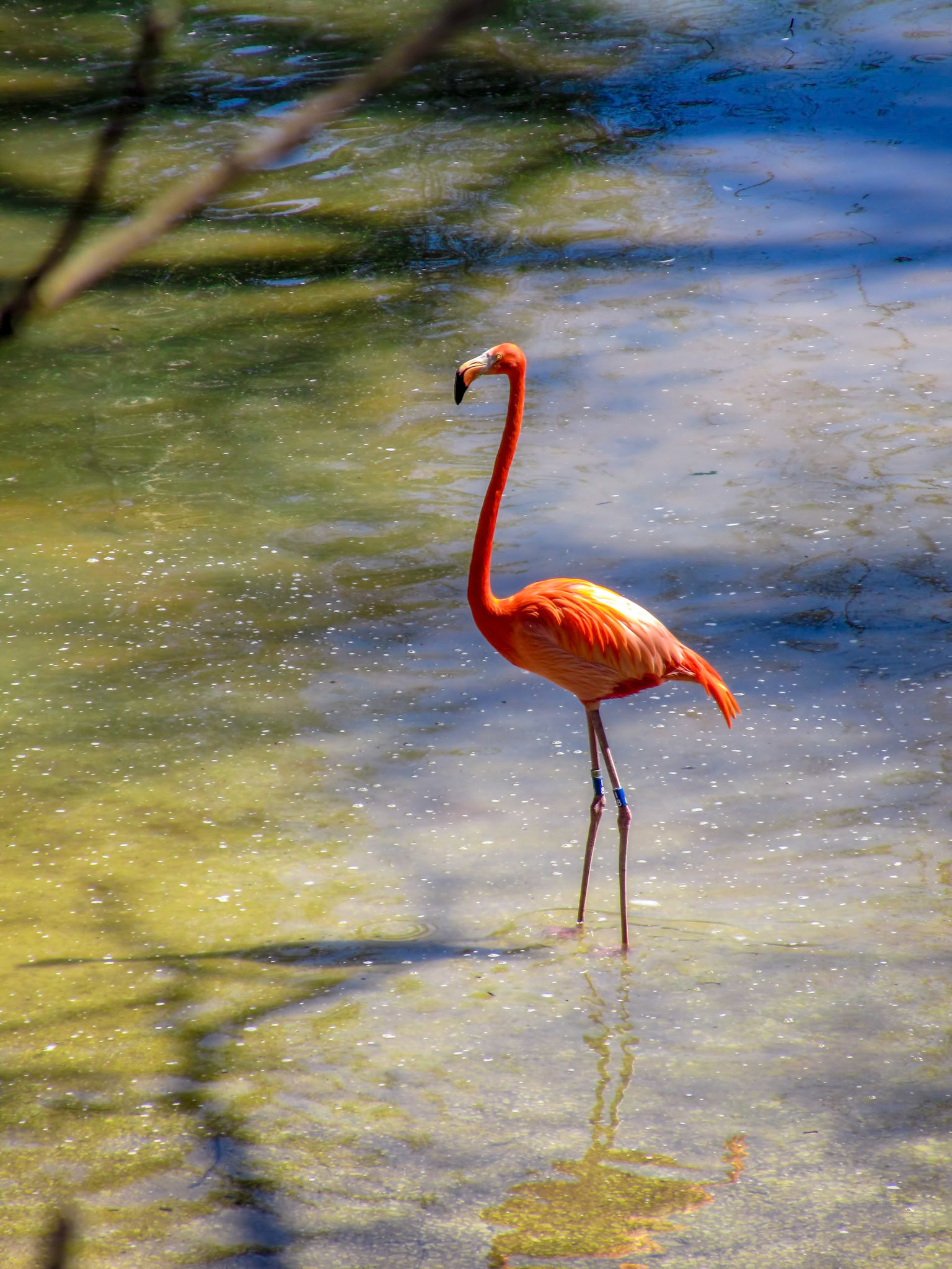 A Caribbean flamingo (Phoenicopterus ruber) at the Dallas Zoo in Dallas Texas.