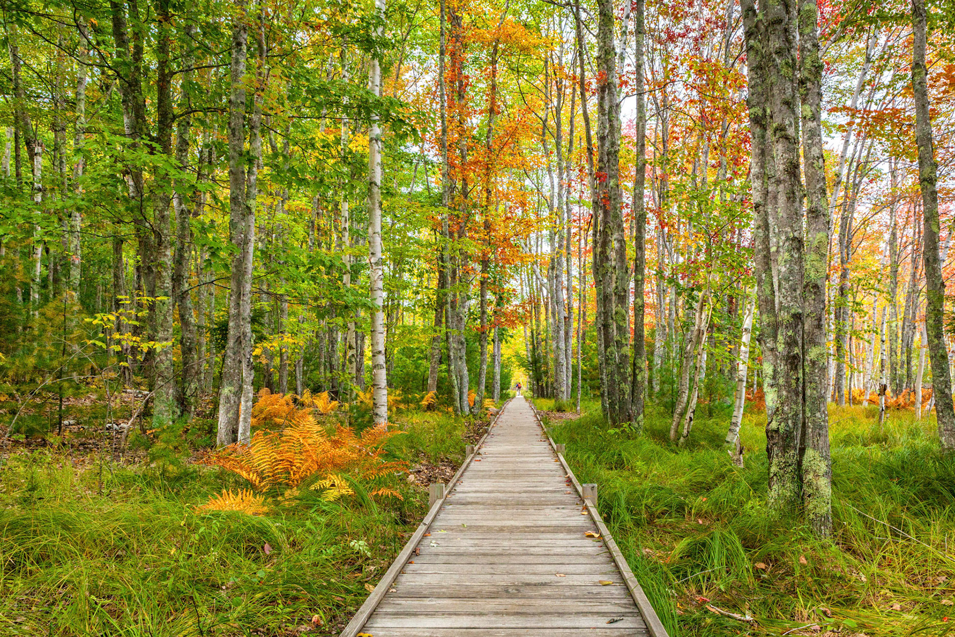 Jesup Path - Mt. Desert Island, Maine