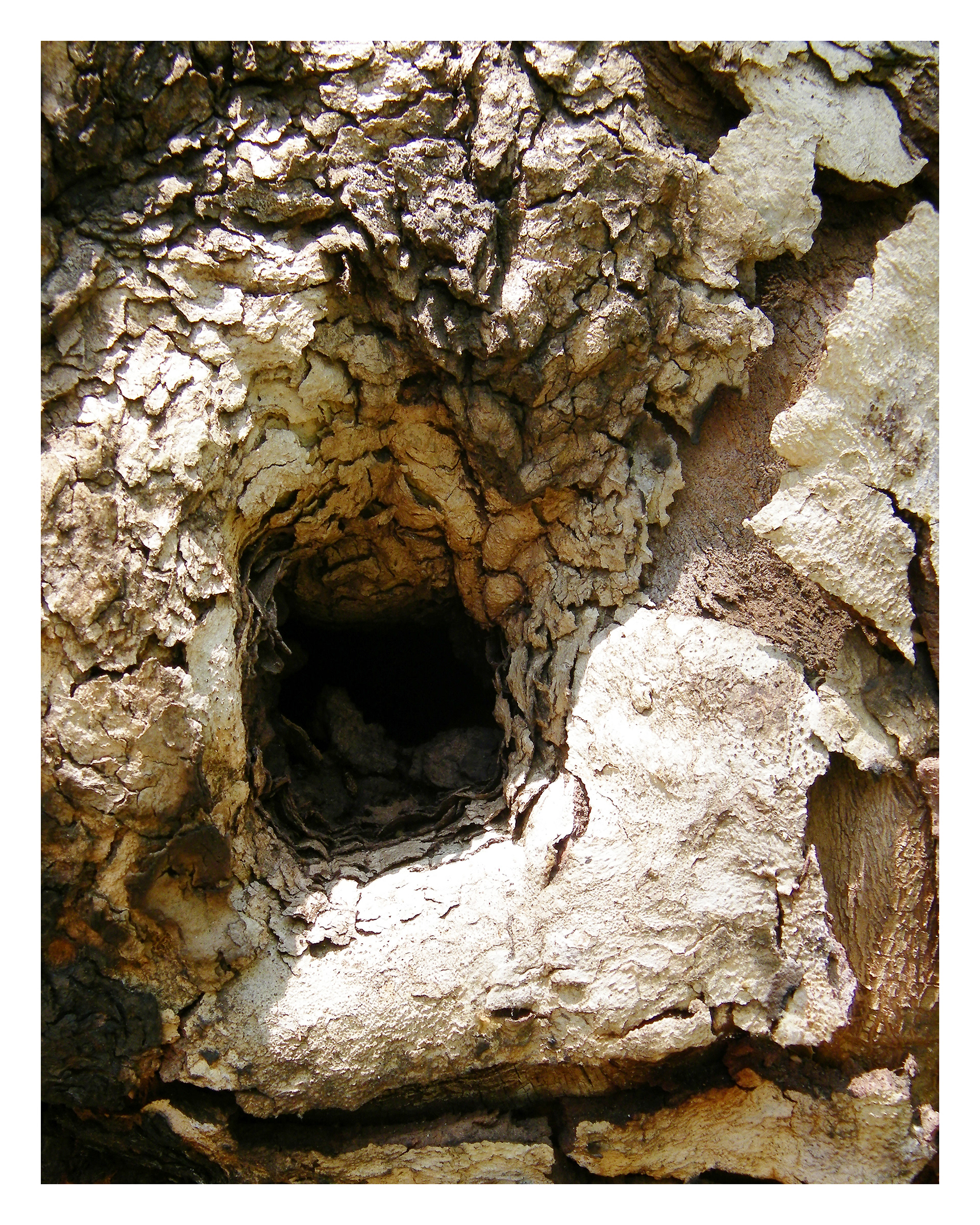 OAK - 11 x 14 Photo Print $26