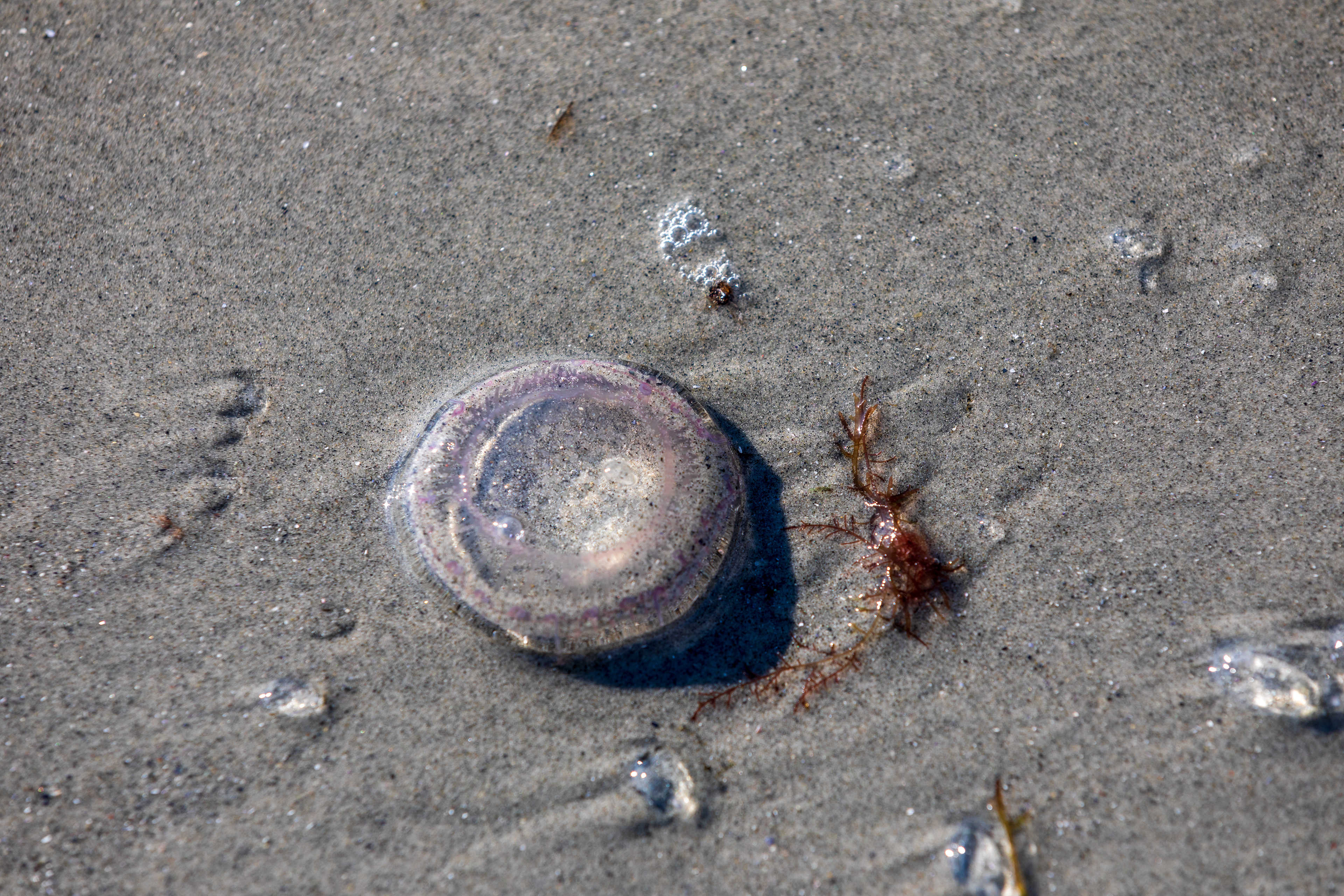 Baby jellyfish