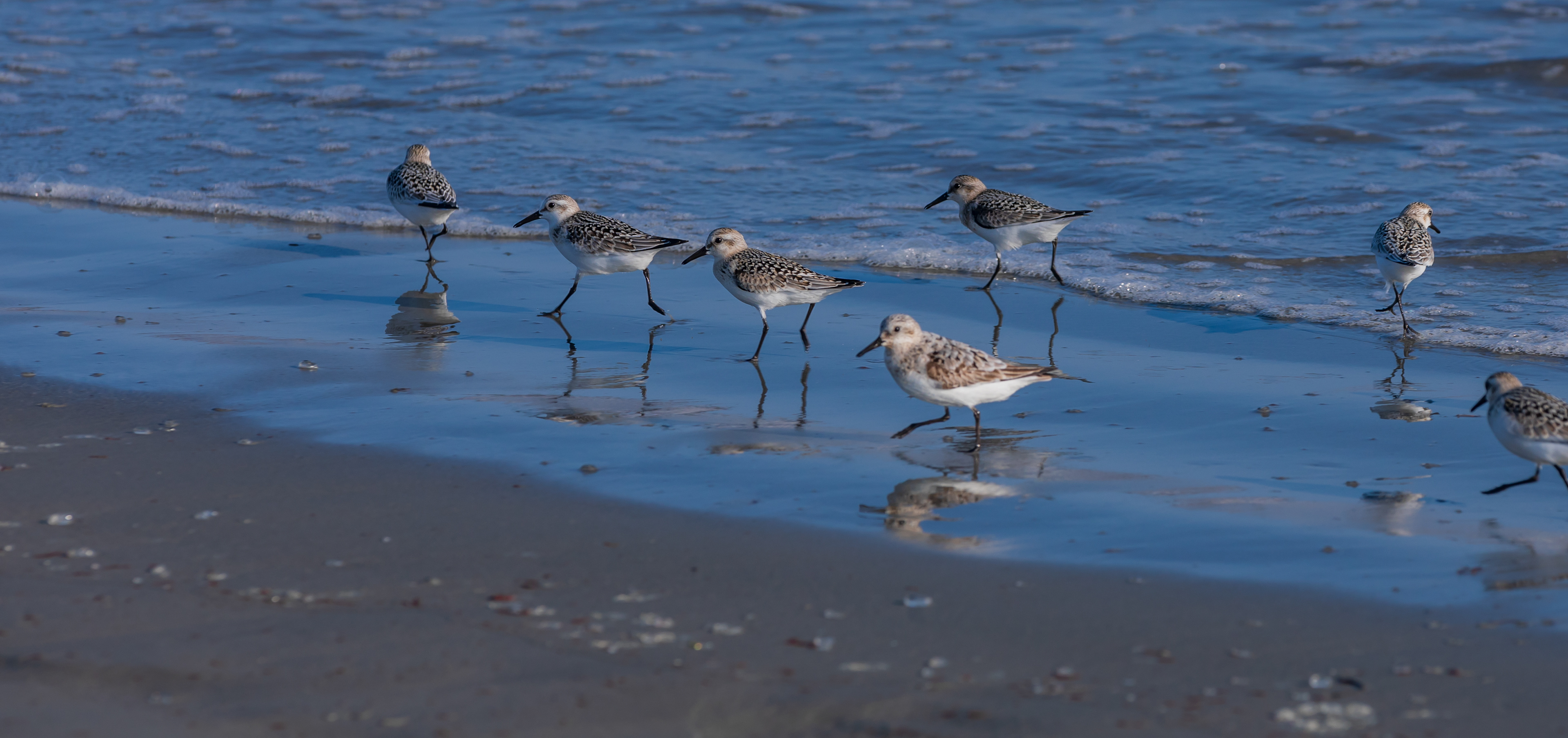 Sandpipers dancing
