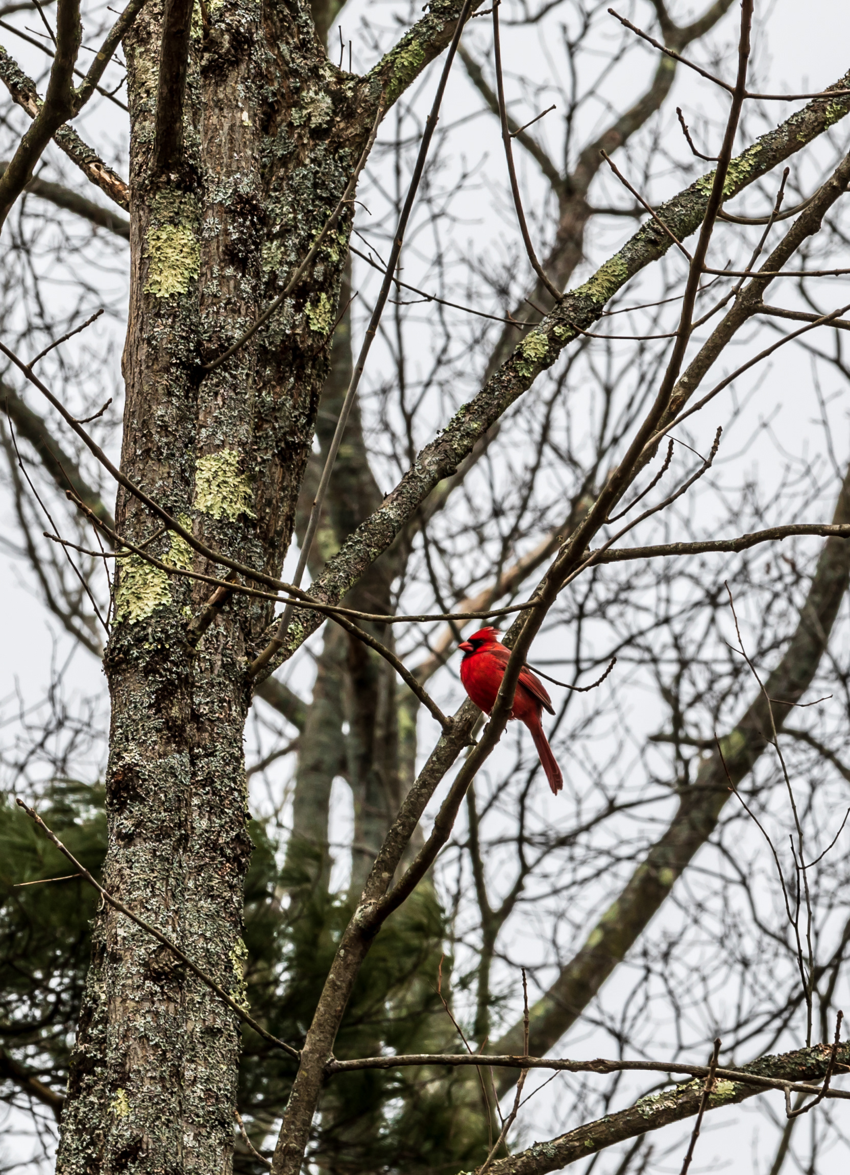 Cardinal