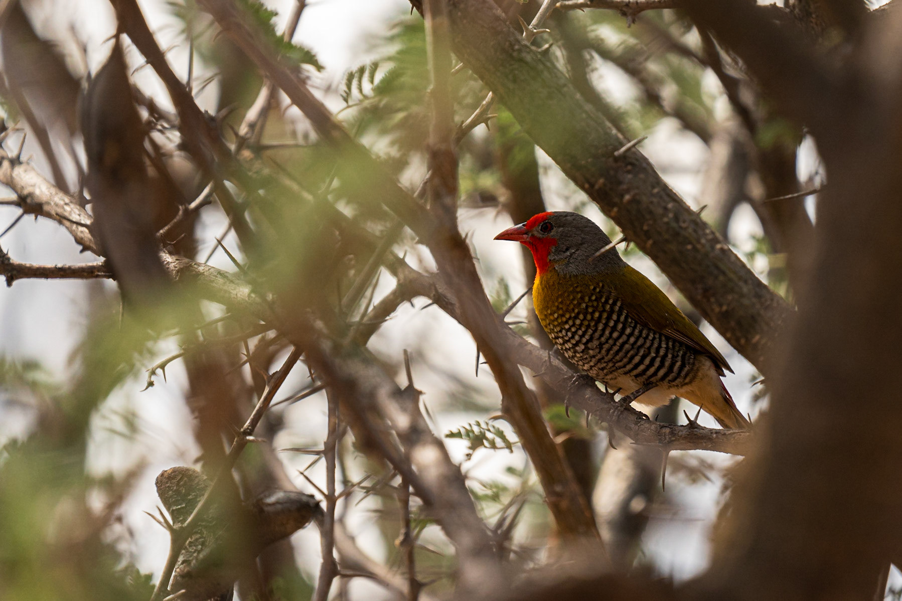 Buntastrild | Namibia