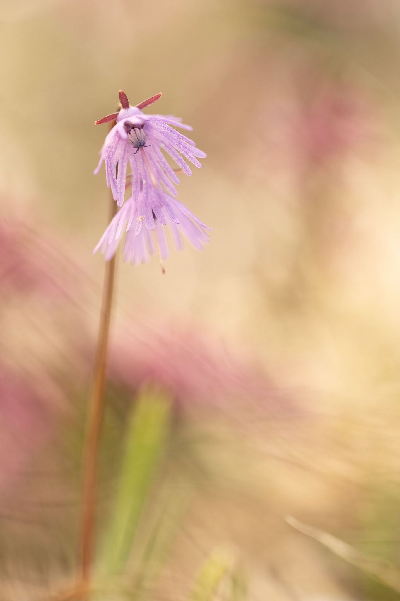 Soldanella alpina | Juni 2019