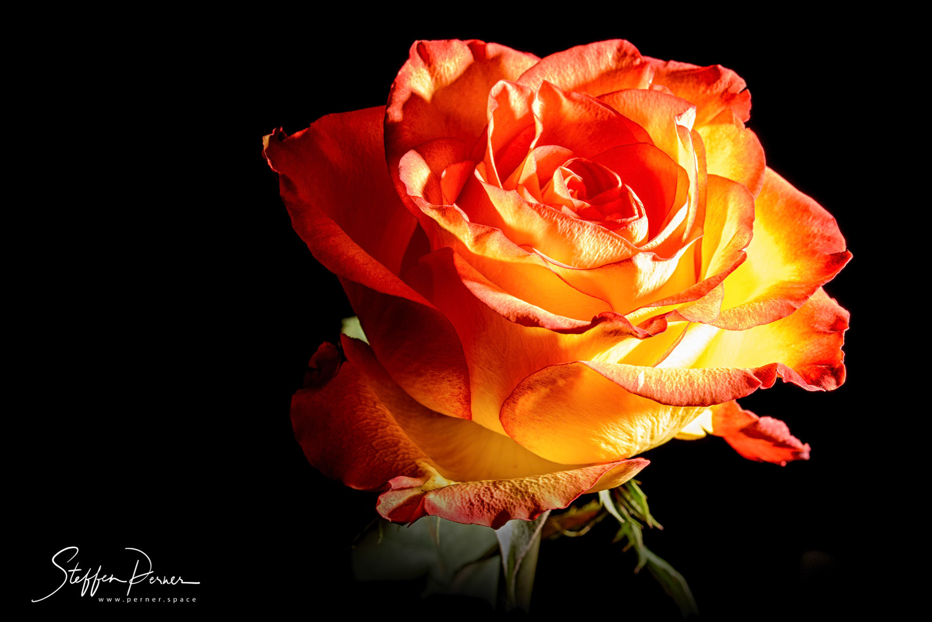 Rose and light, Macro
