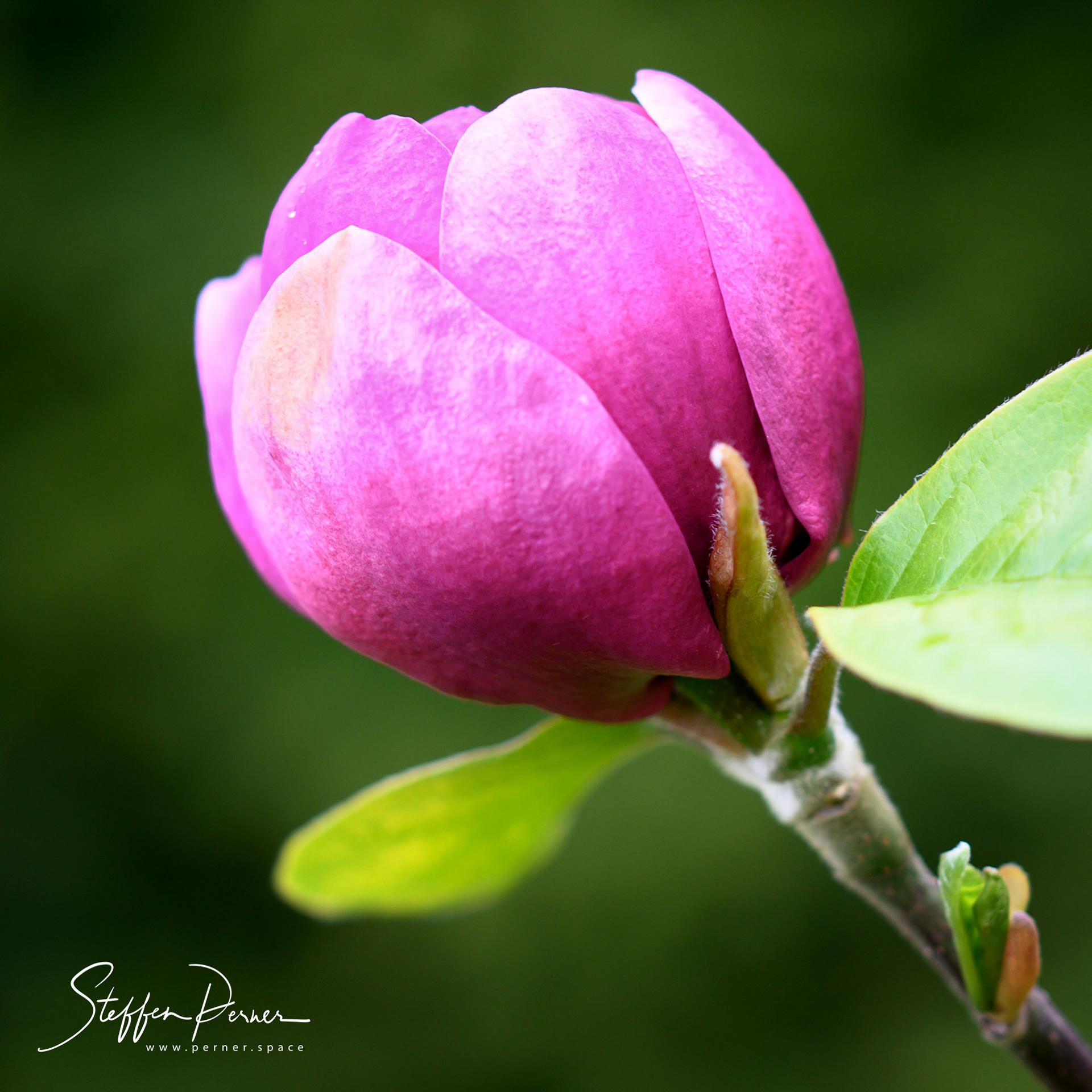 Magnolia