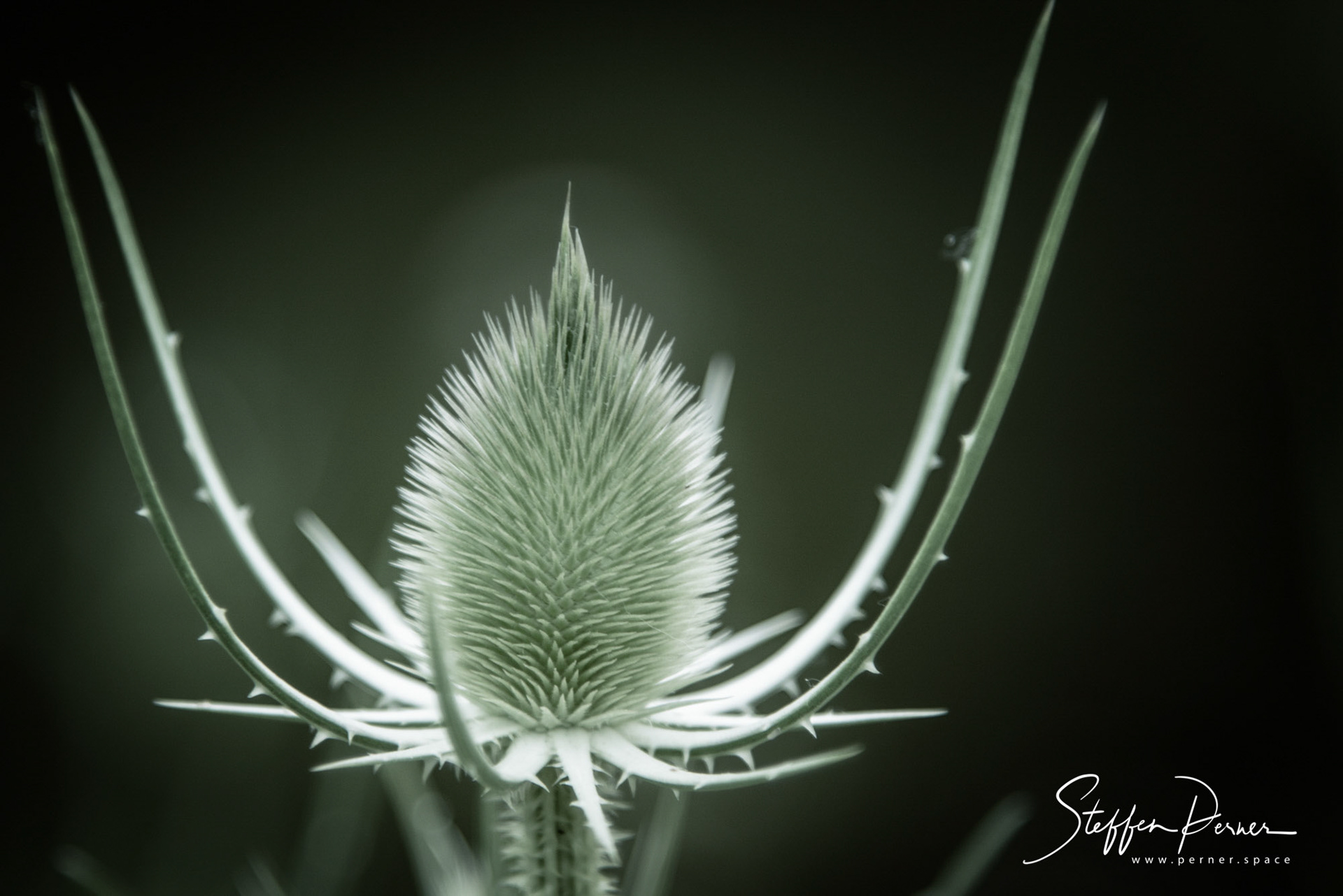 Thistle in garden