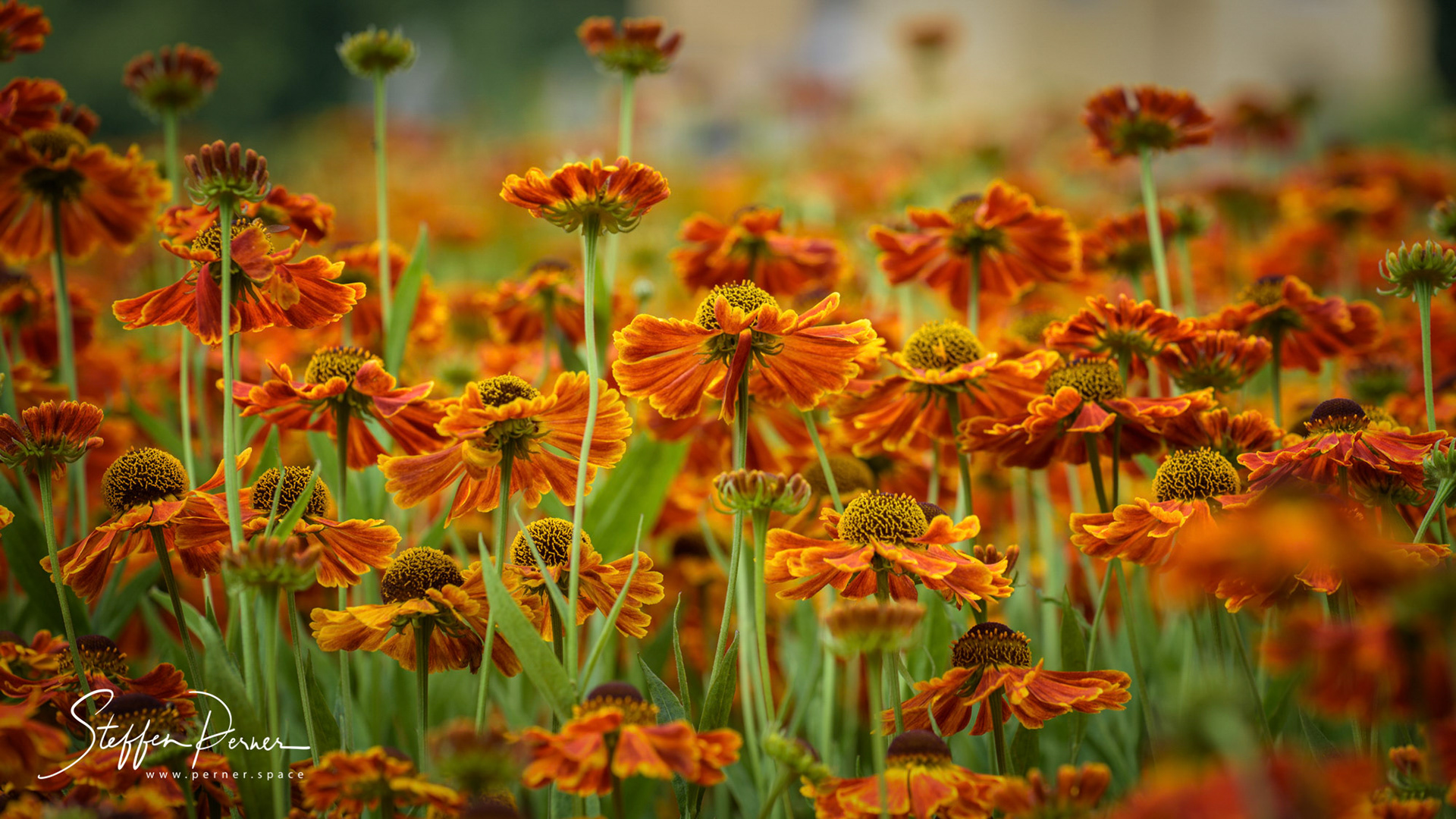 Flowers Field