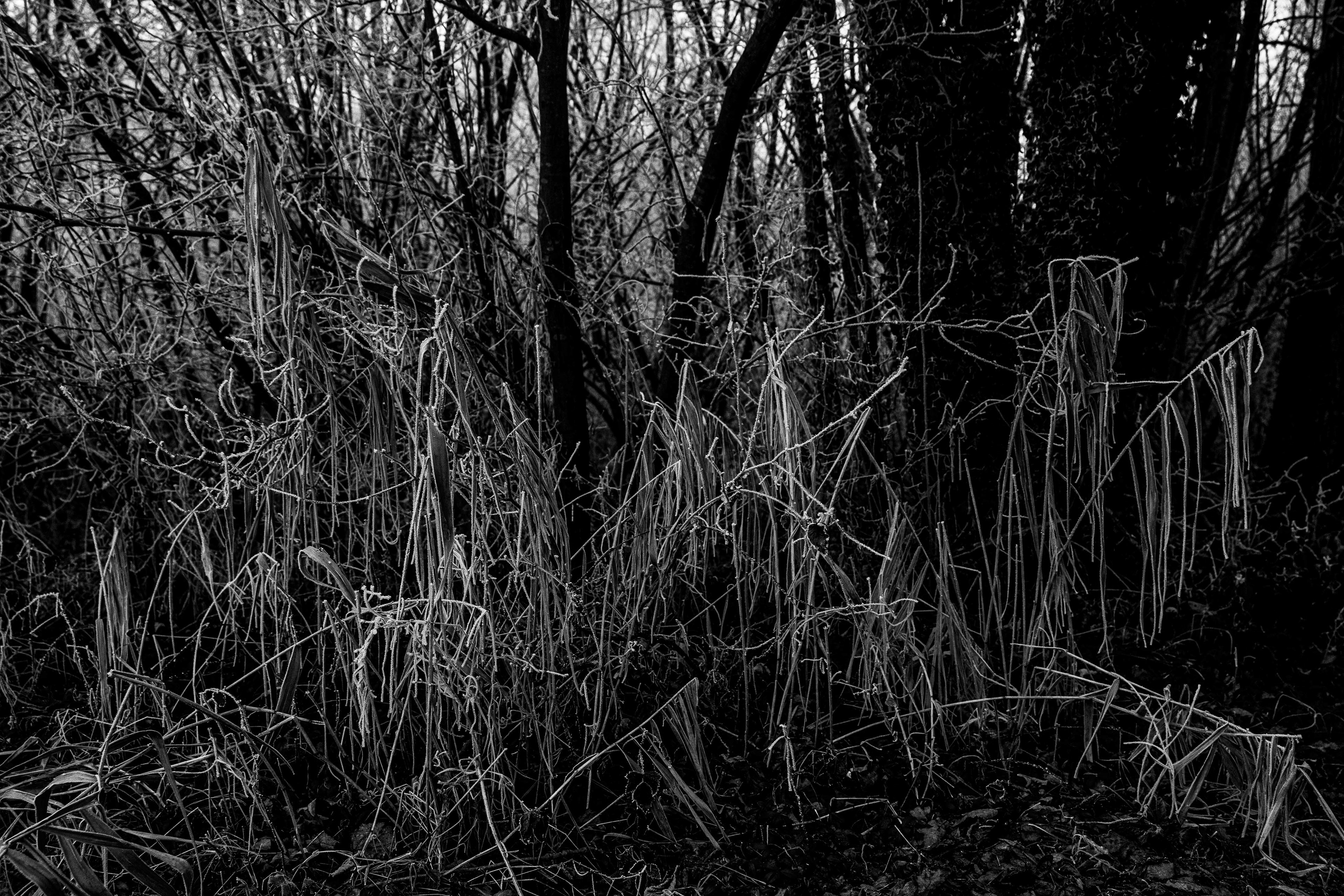 Winter at Breuil le sec Picardie/France