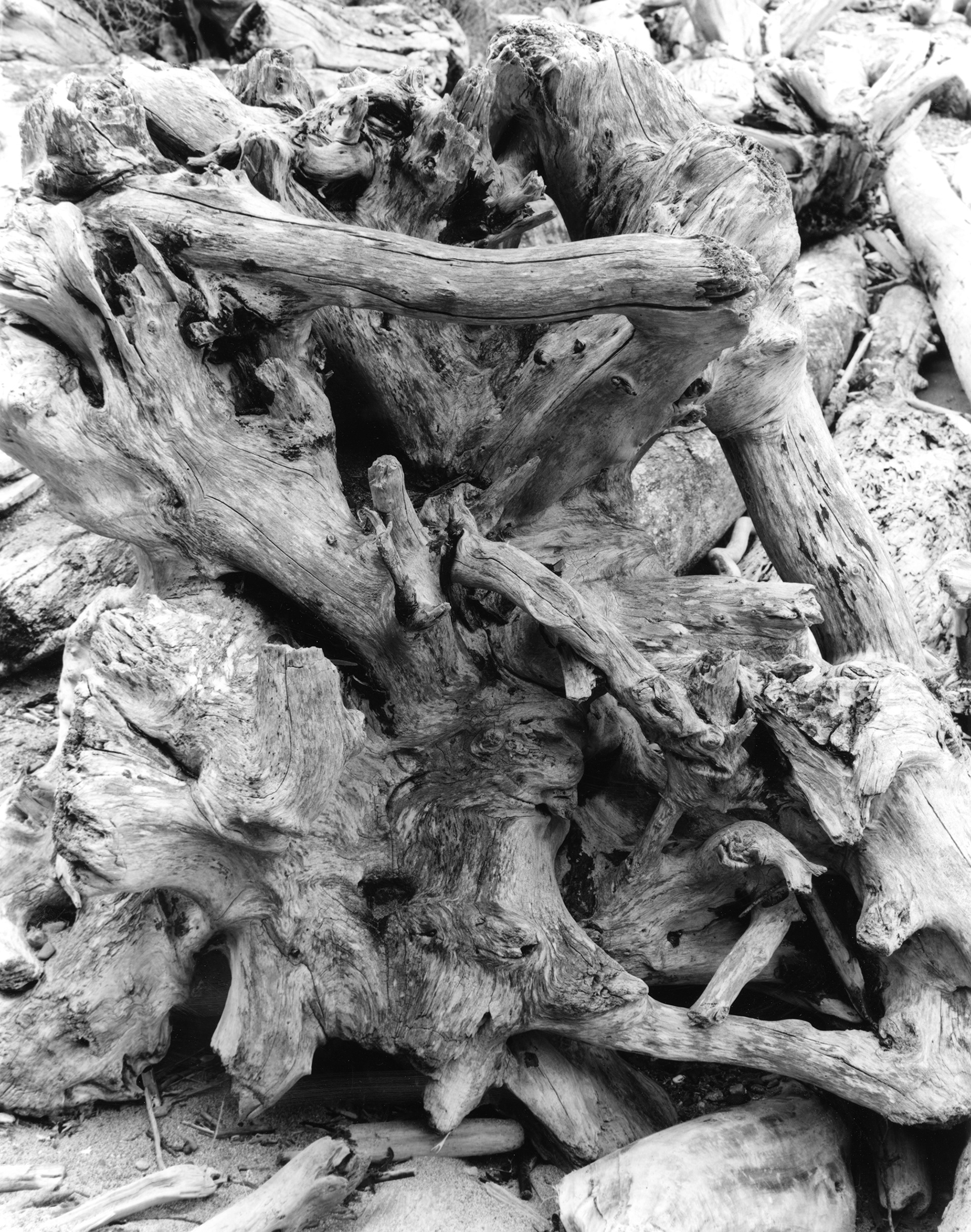 Stump Lopez Island, 2019