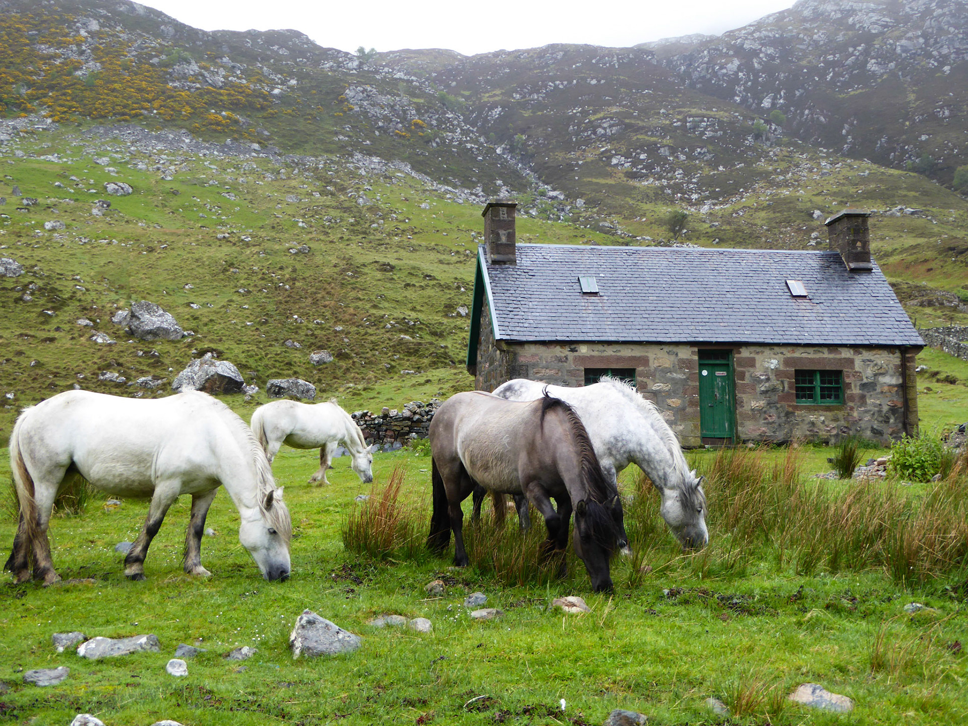Horses at Glendhu Bothy