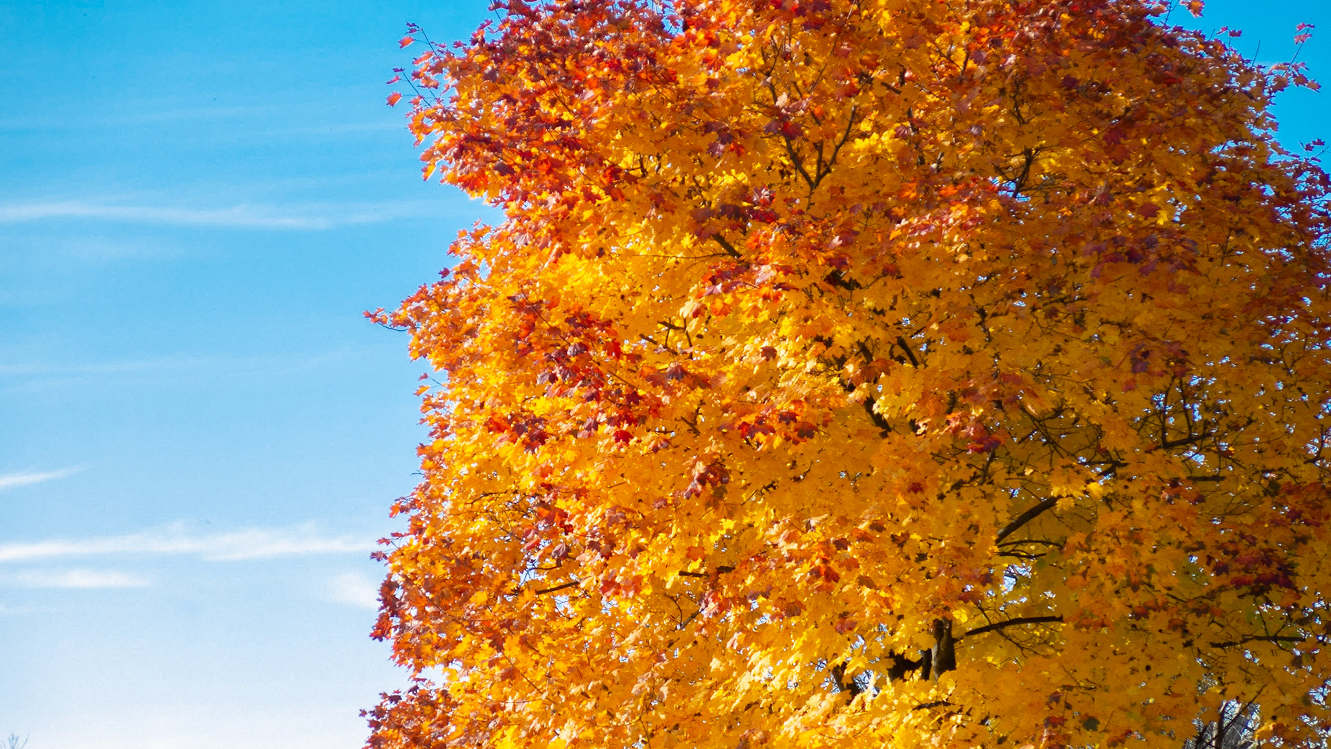 Fall foliage - 2