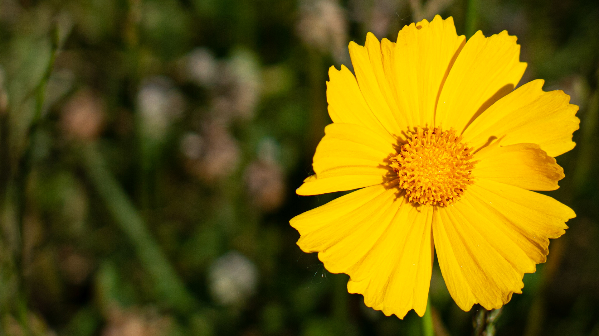 Yellow flowers on canal 3