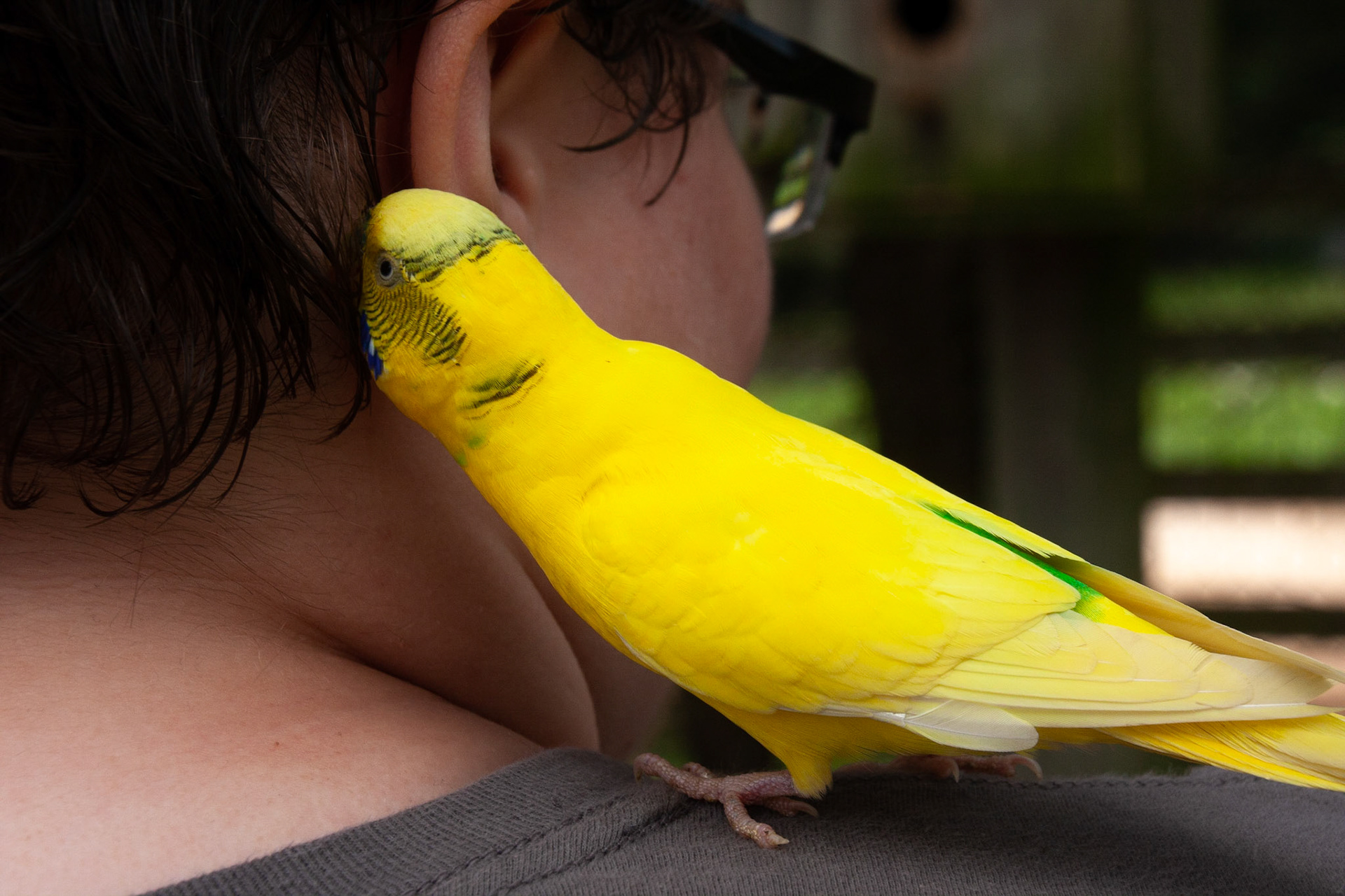 Yellow Budgie'