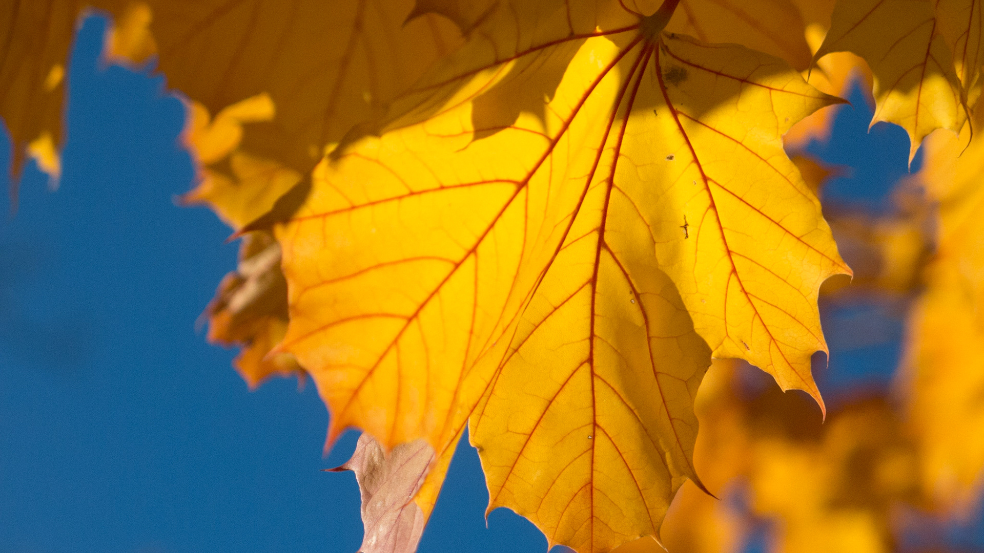 Canal leaves 1
