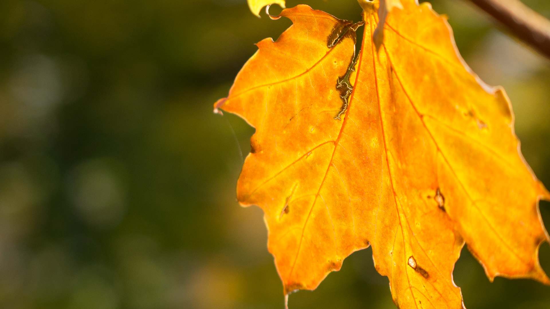 Leaf 2