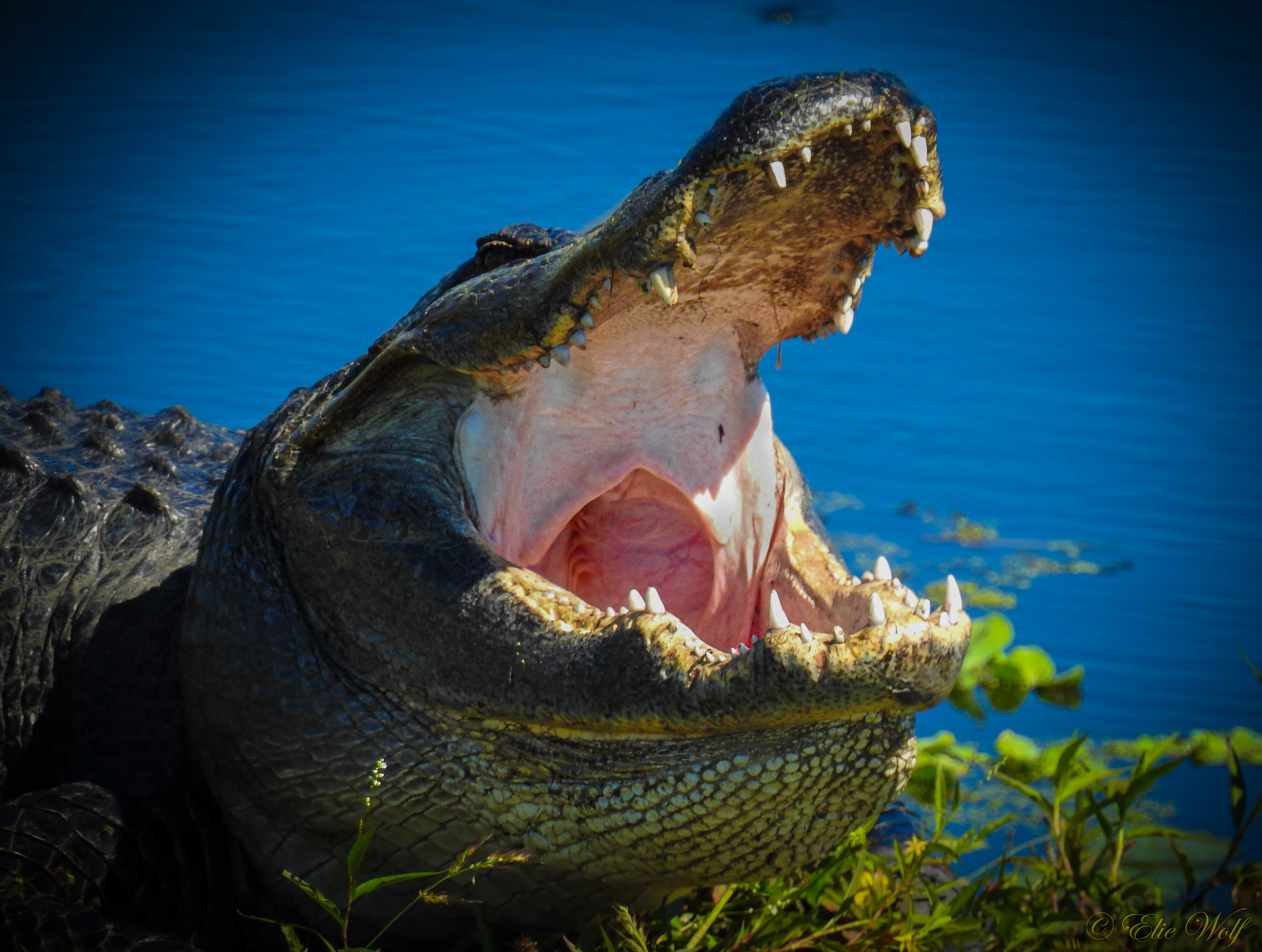 Paynes Prairie Best Reptile 2017