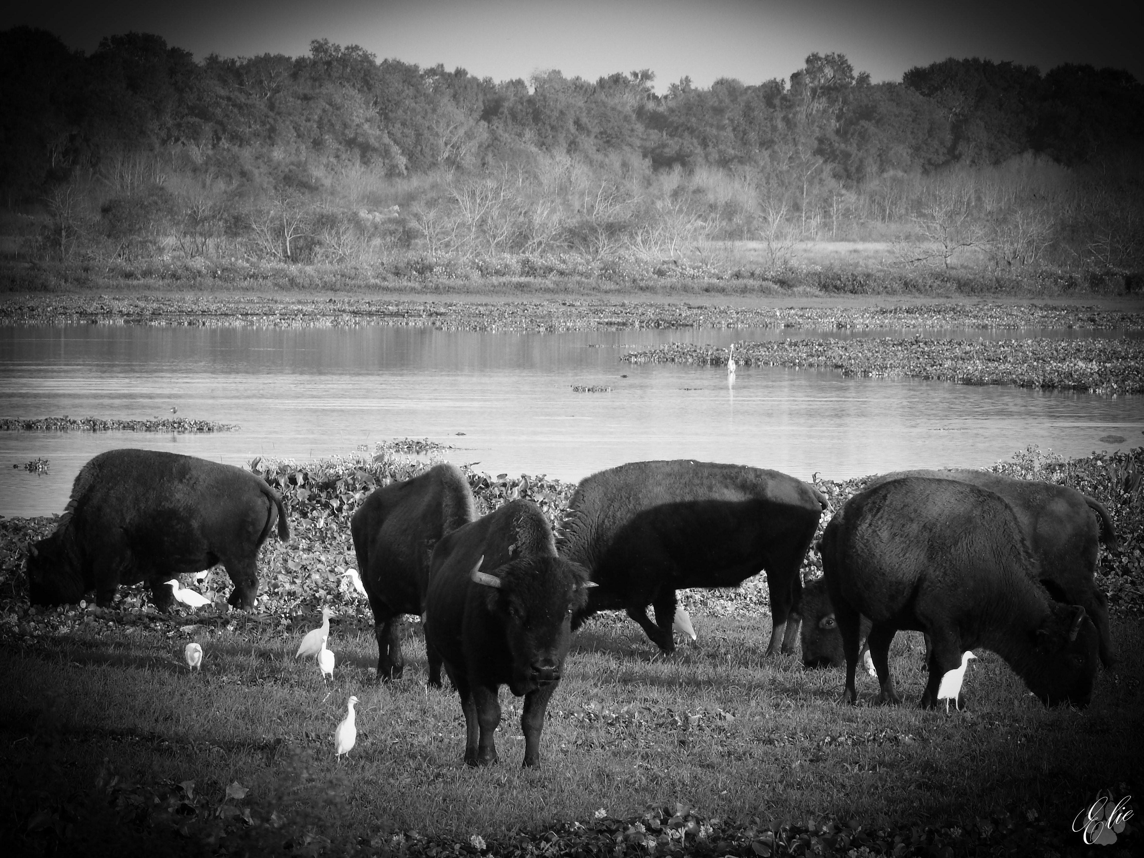 Paynes Prairie Best Mammal 2020