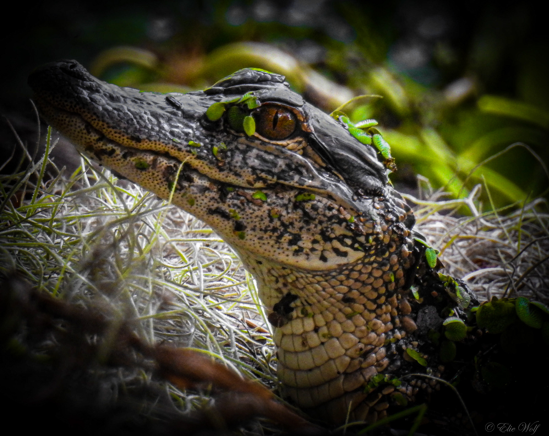 Paynes Prairie Best Reptile 2016