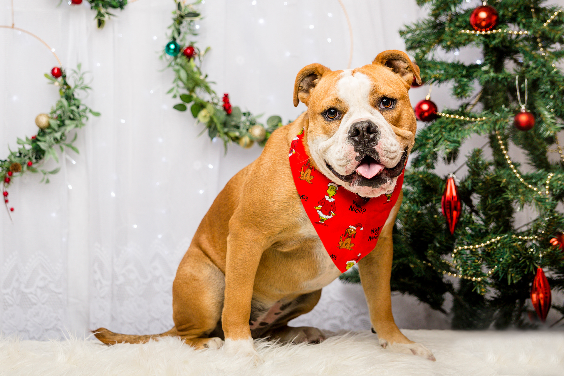 bulldog christmas theme