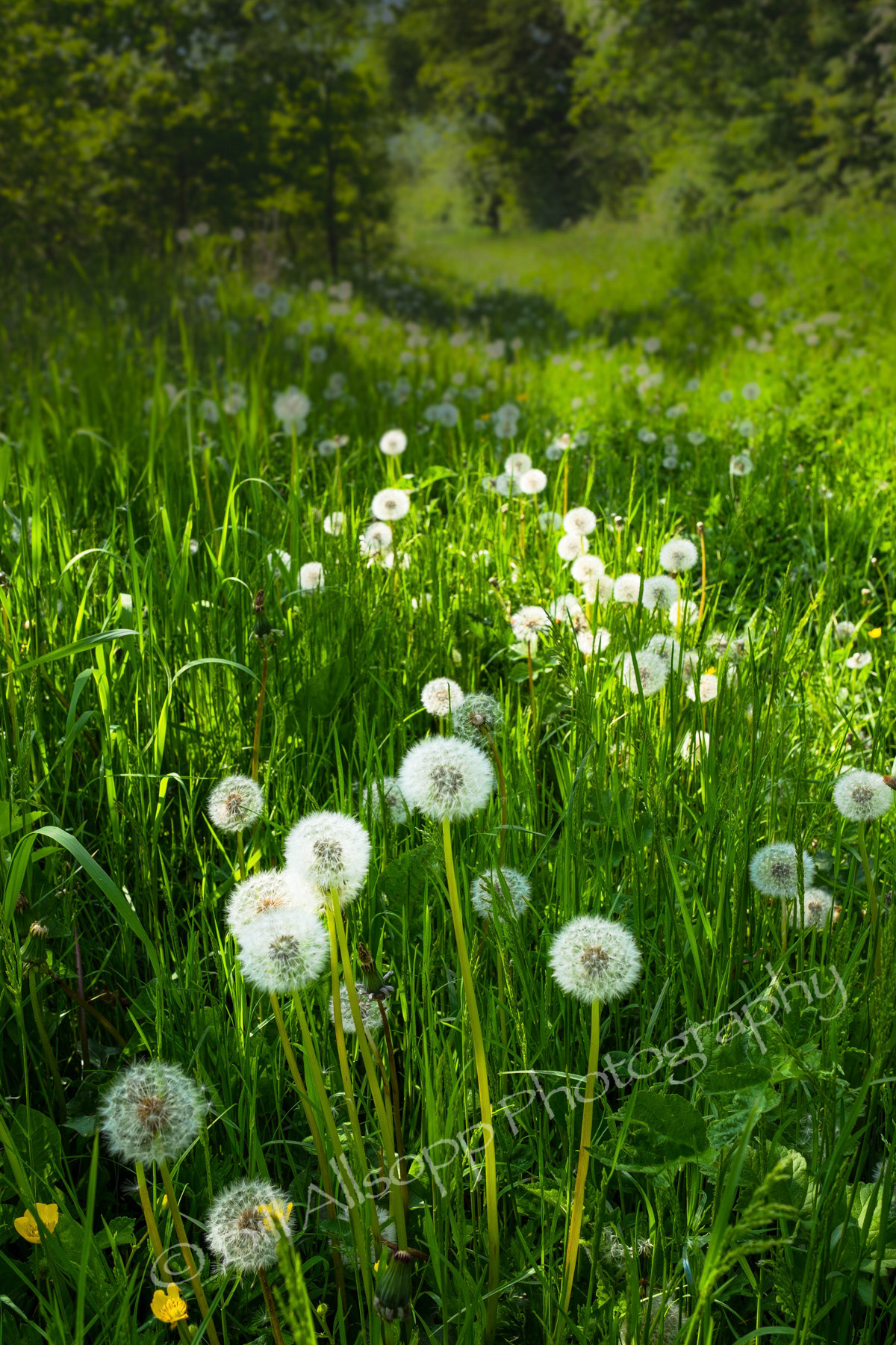 Masses of dandelion clocks along a country path.
