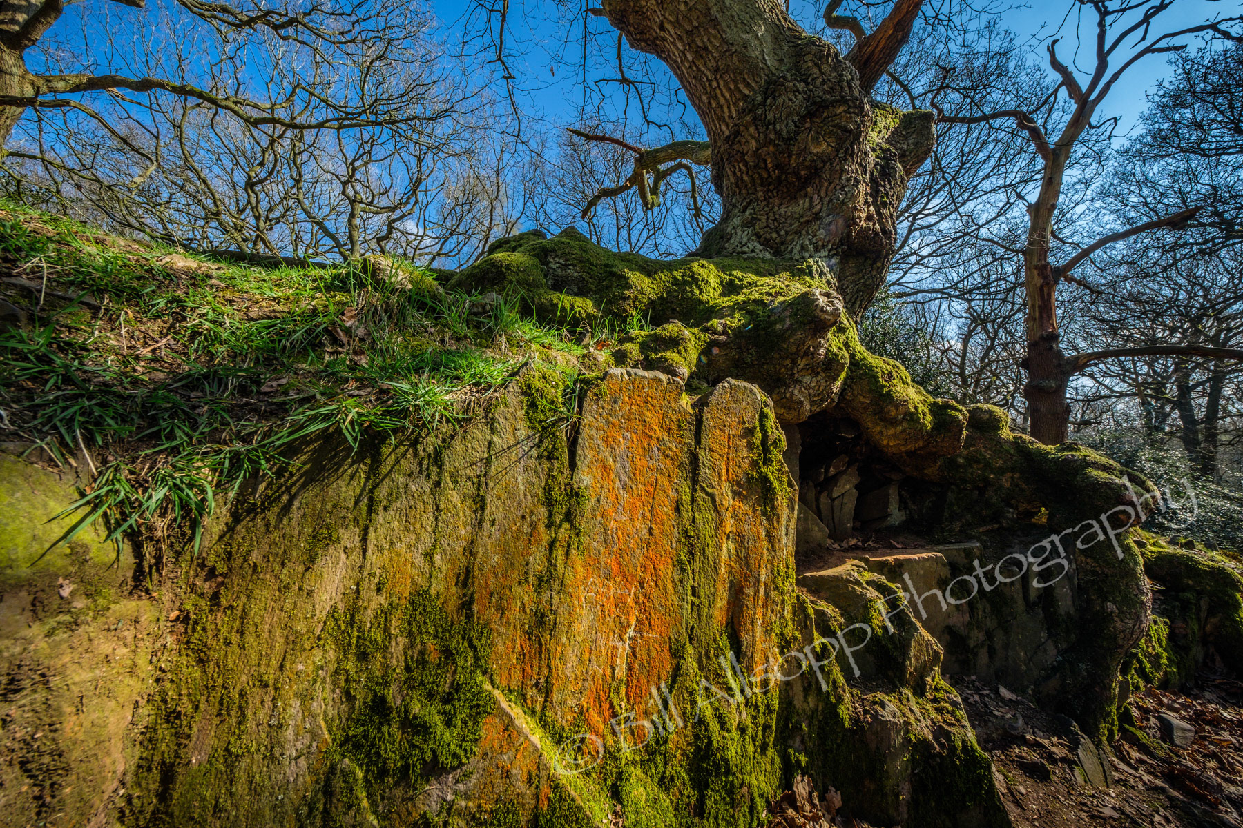 An ancient oak tree growing on top of a granite outcrop in Swithland wood.