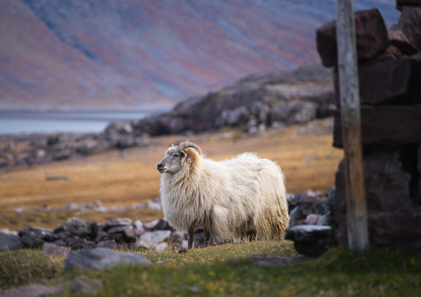 Sheep South Greenland 2019