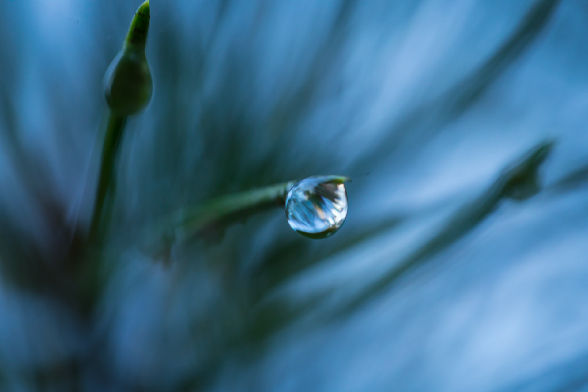 Waterdroplet on fir needle