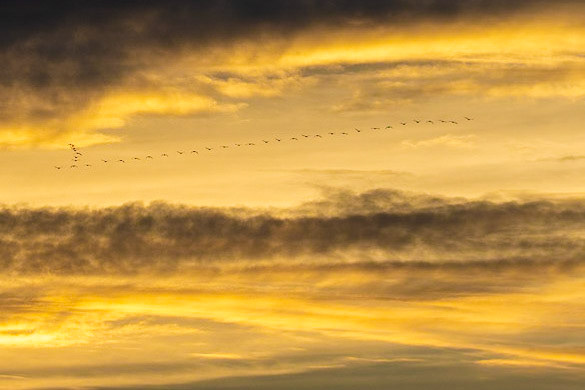 Sundown birdmigration