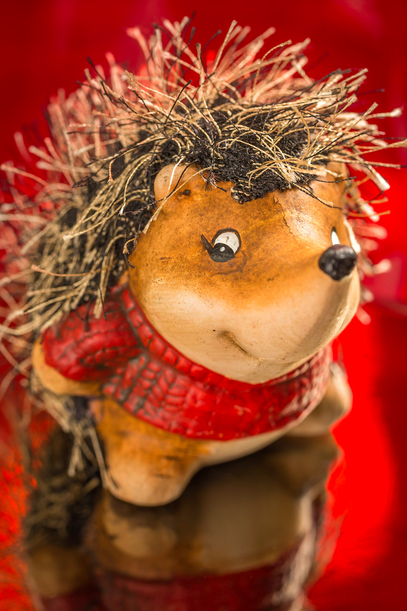 Hedgehog posing