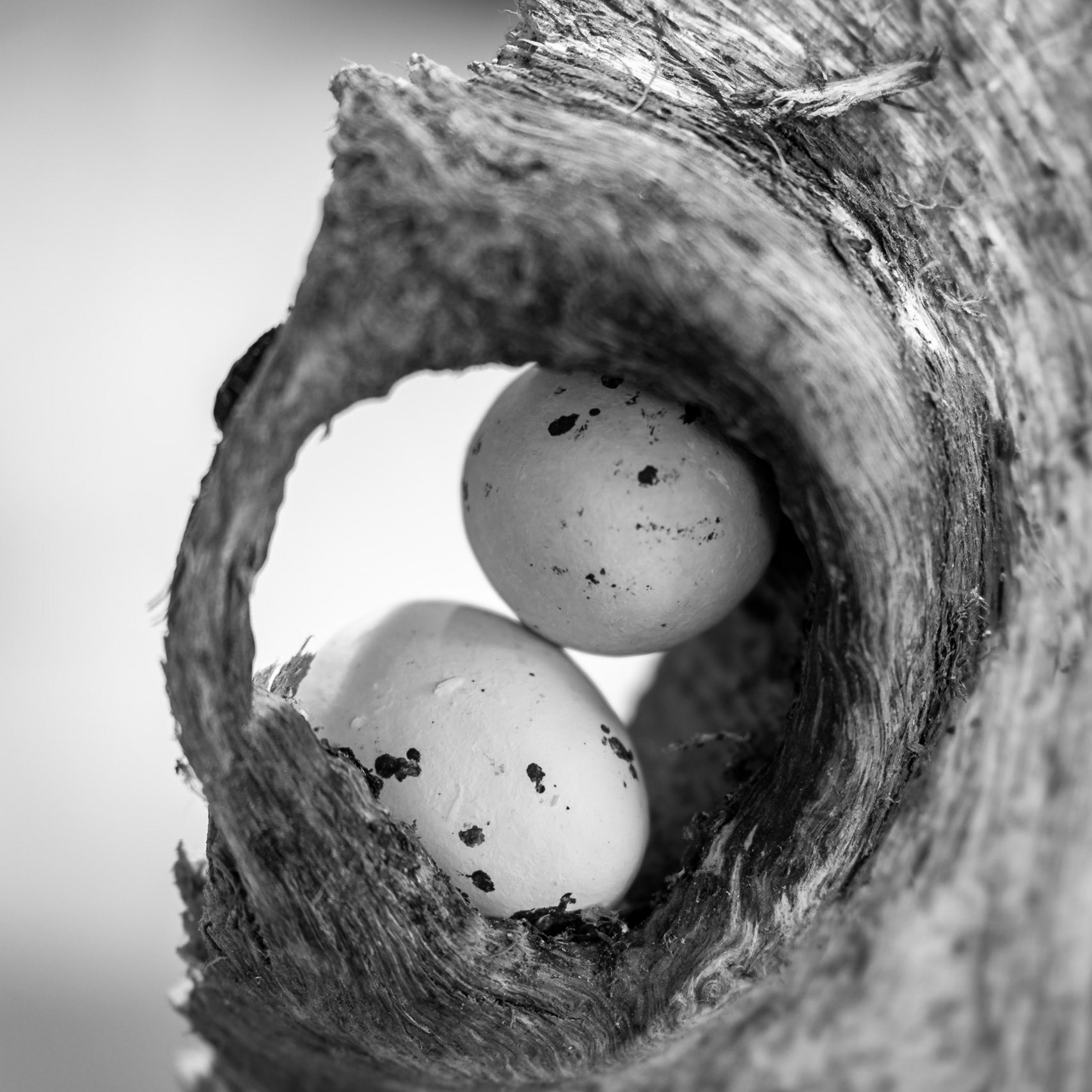 Burl holding eggs