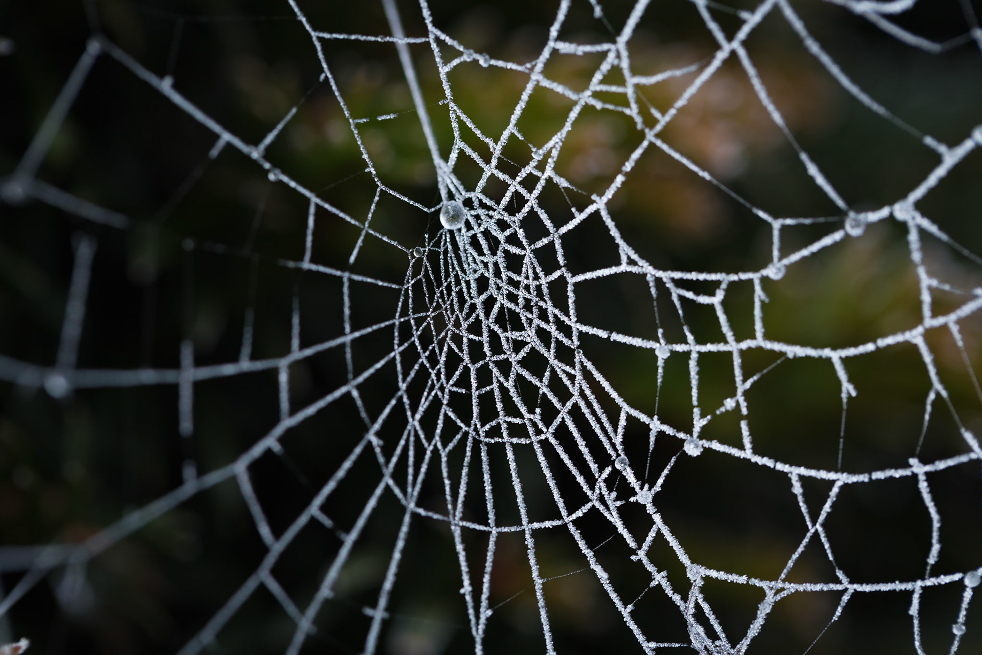 Spider web in winter
