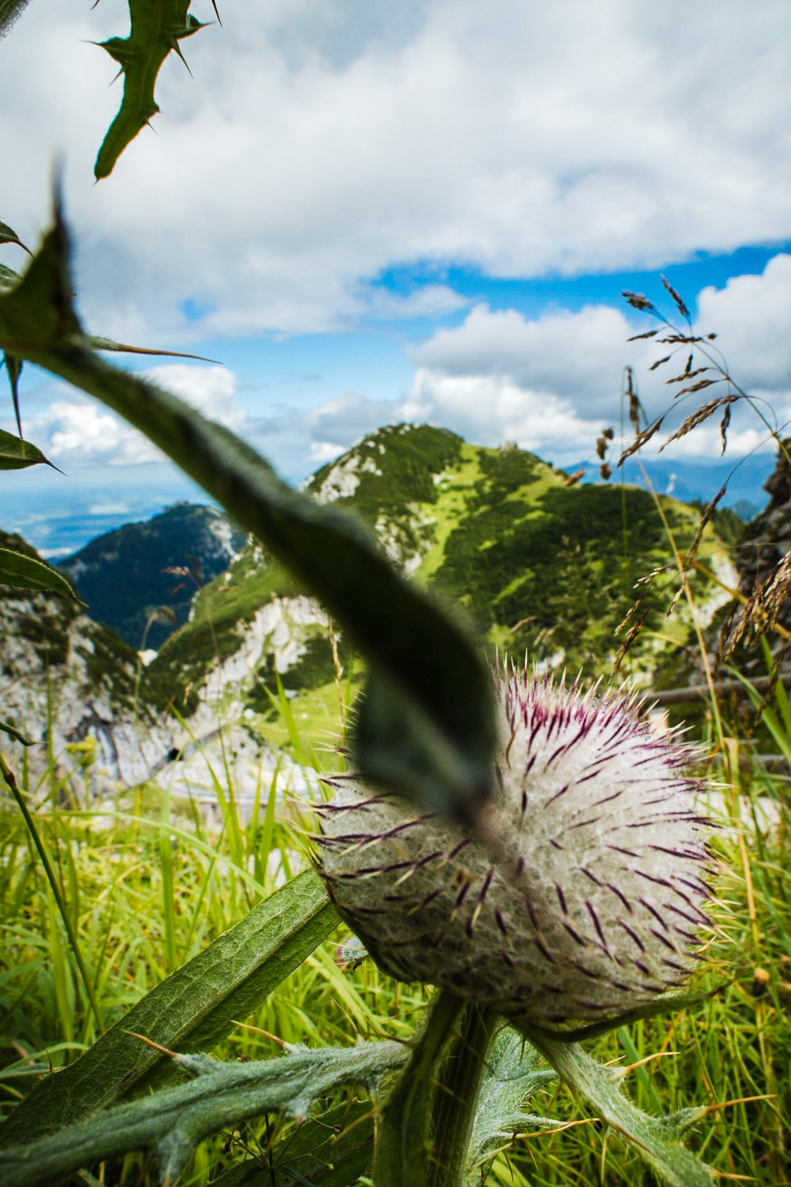 Thistle at 1800 meters