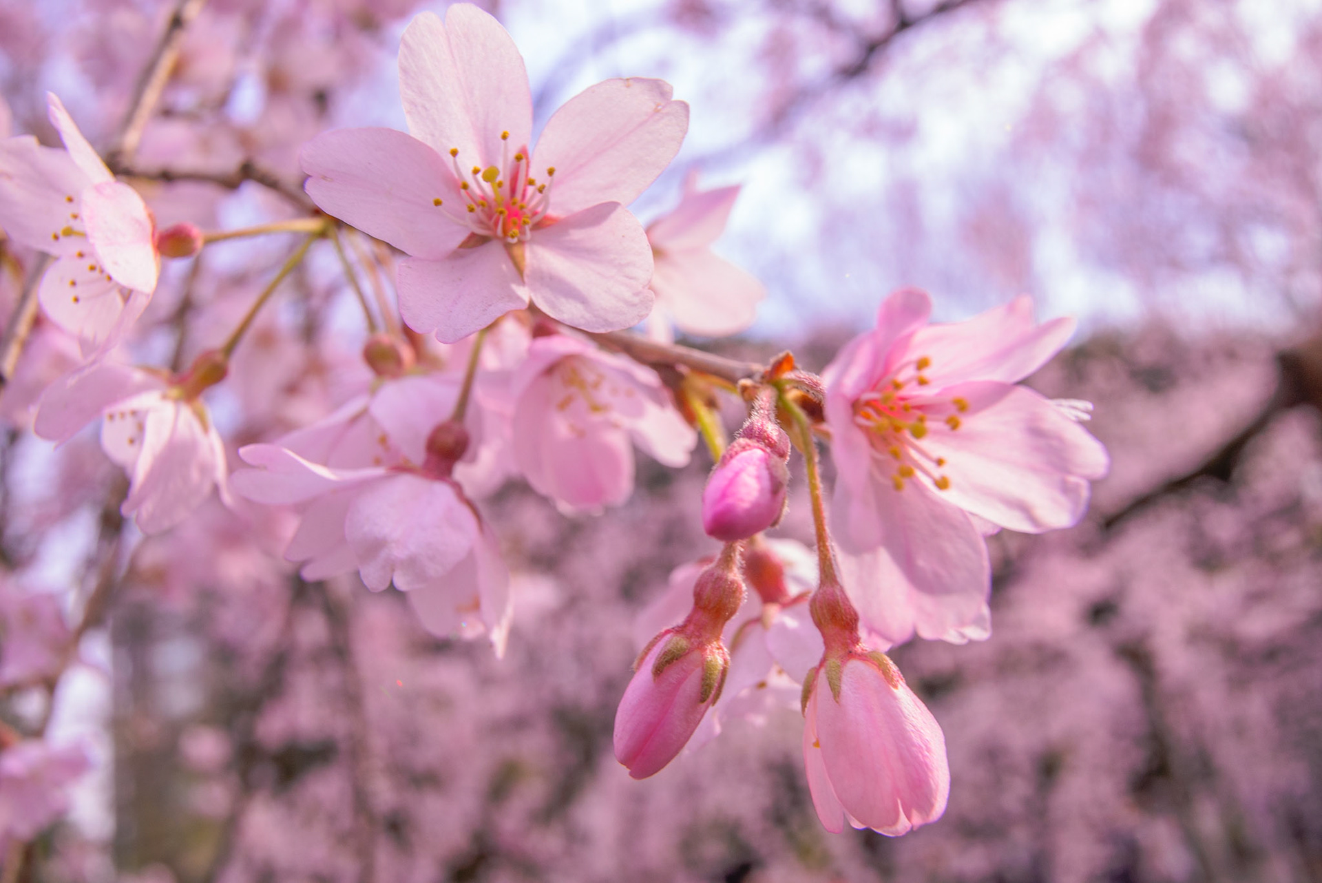 六義園のしだれ桜