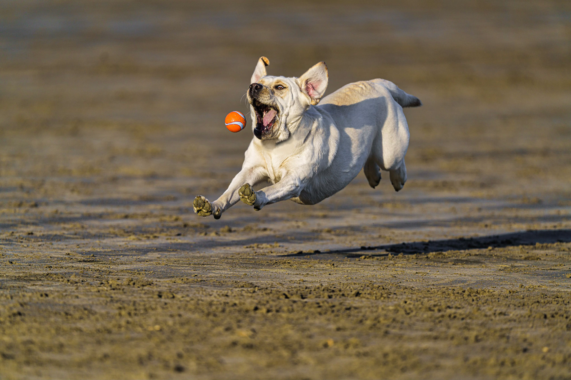 Dog in flight about to swallow a tennis ball.