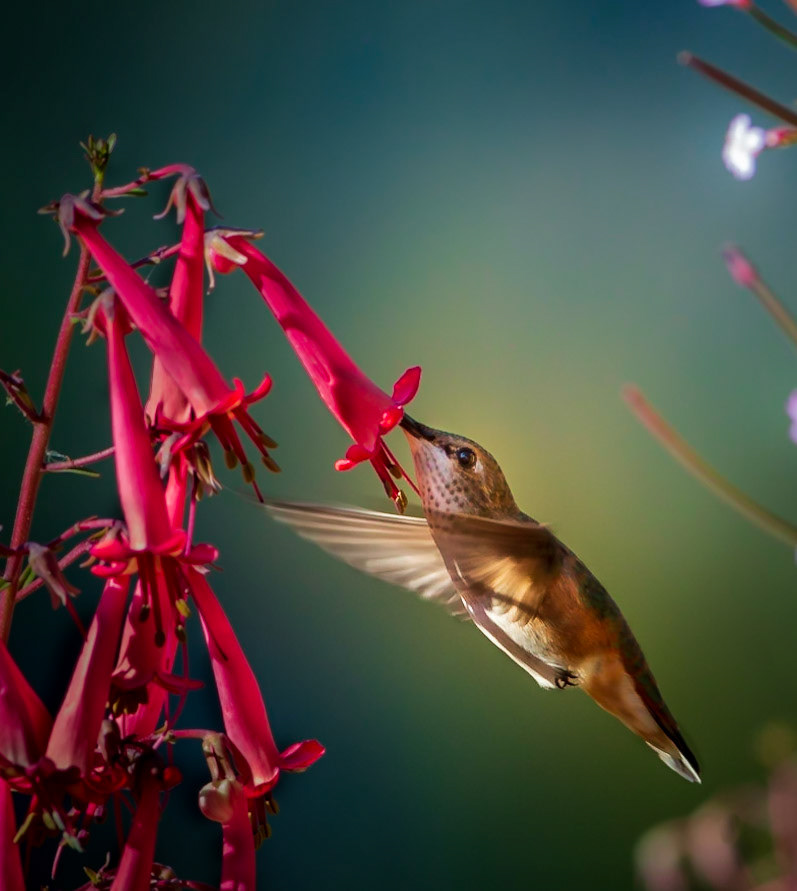 Feeding in the light