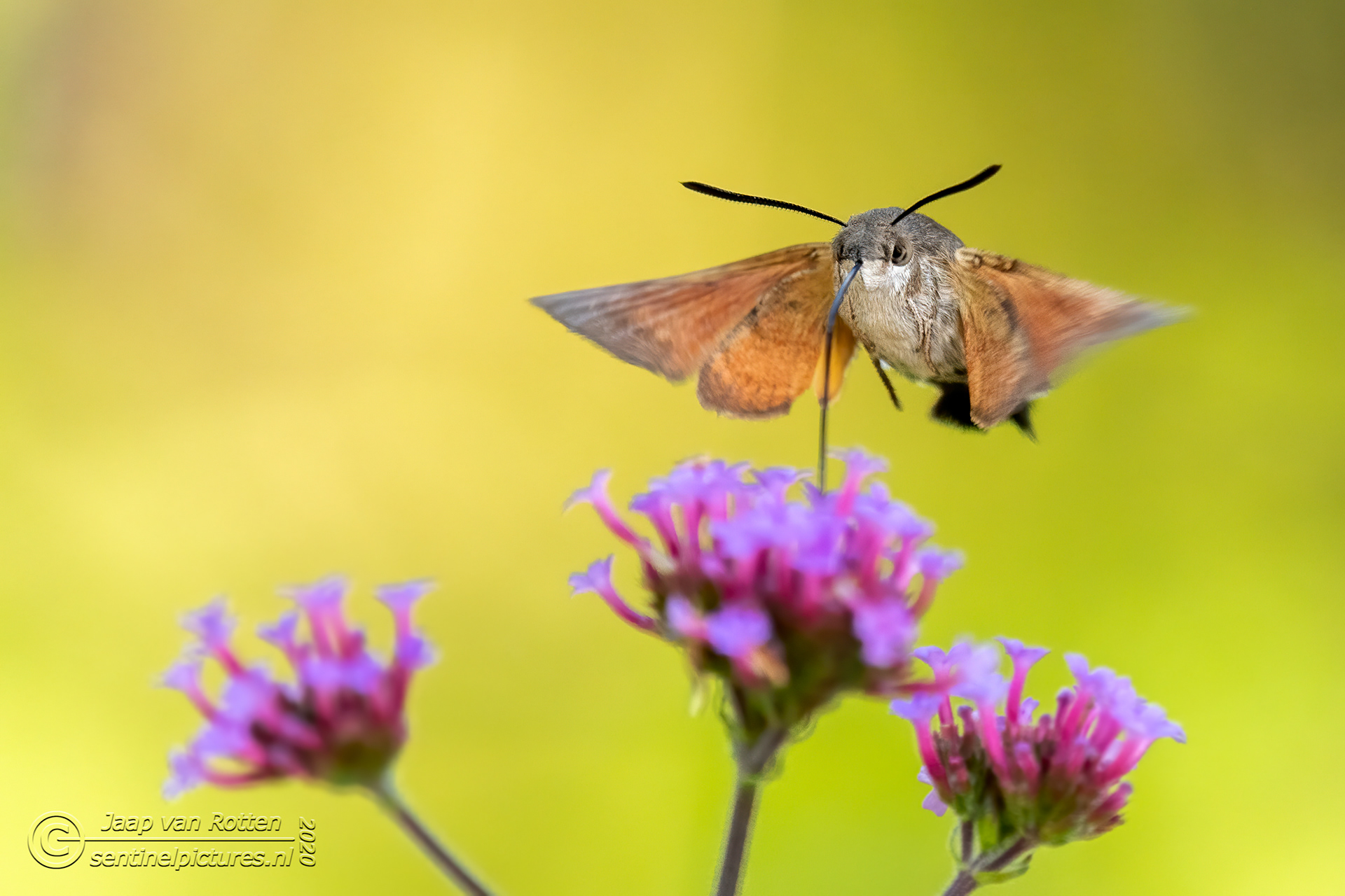 Kolibrievlinder op de verbena