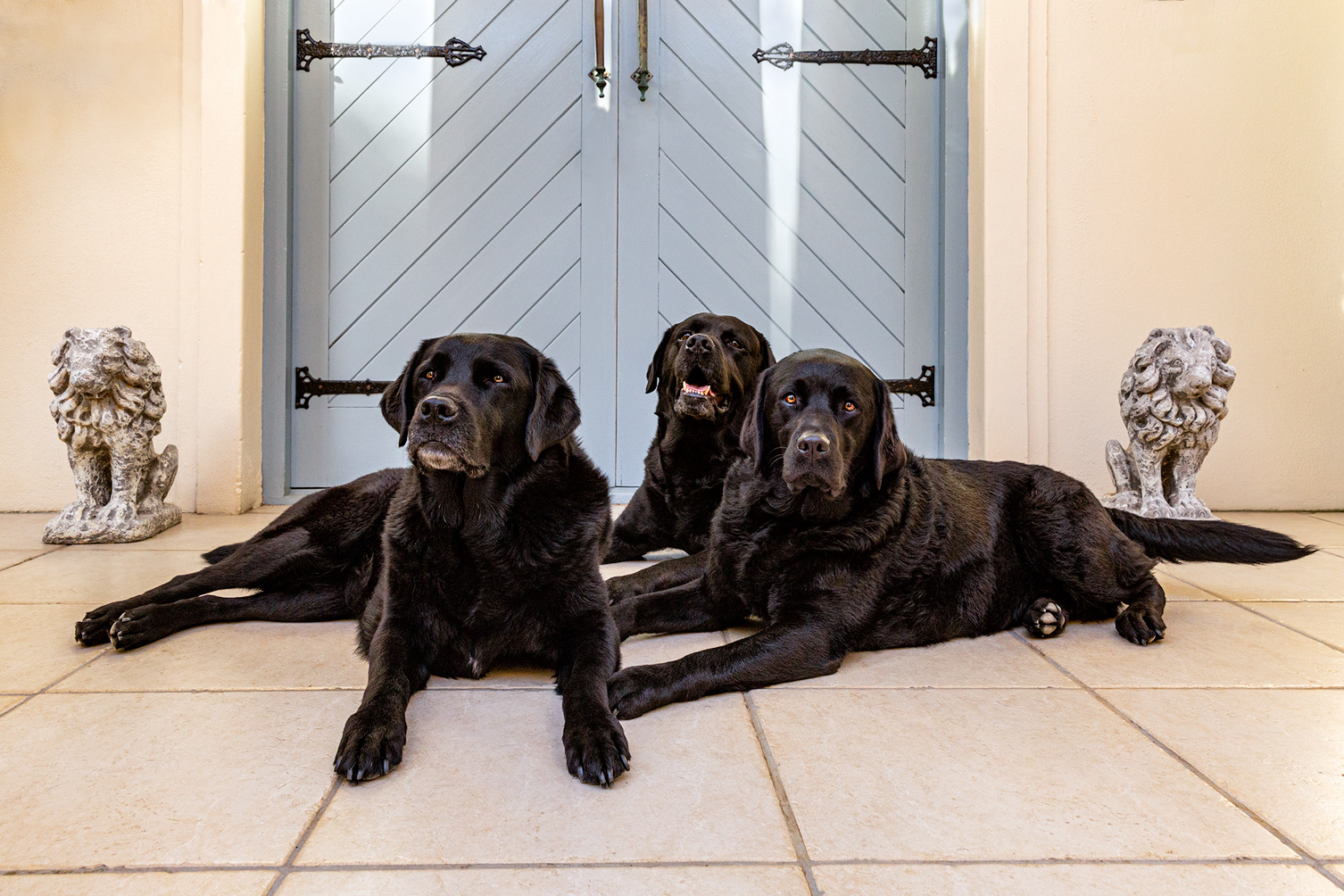 Barney, Bunty & Blossom, quite tired after a very active session.