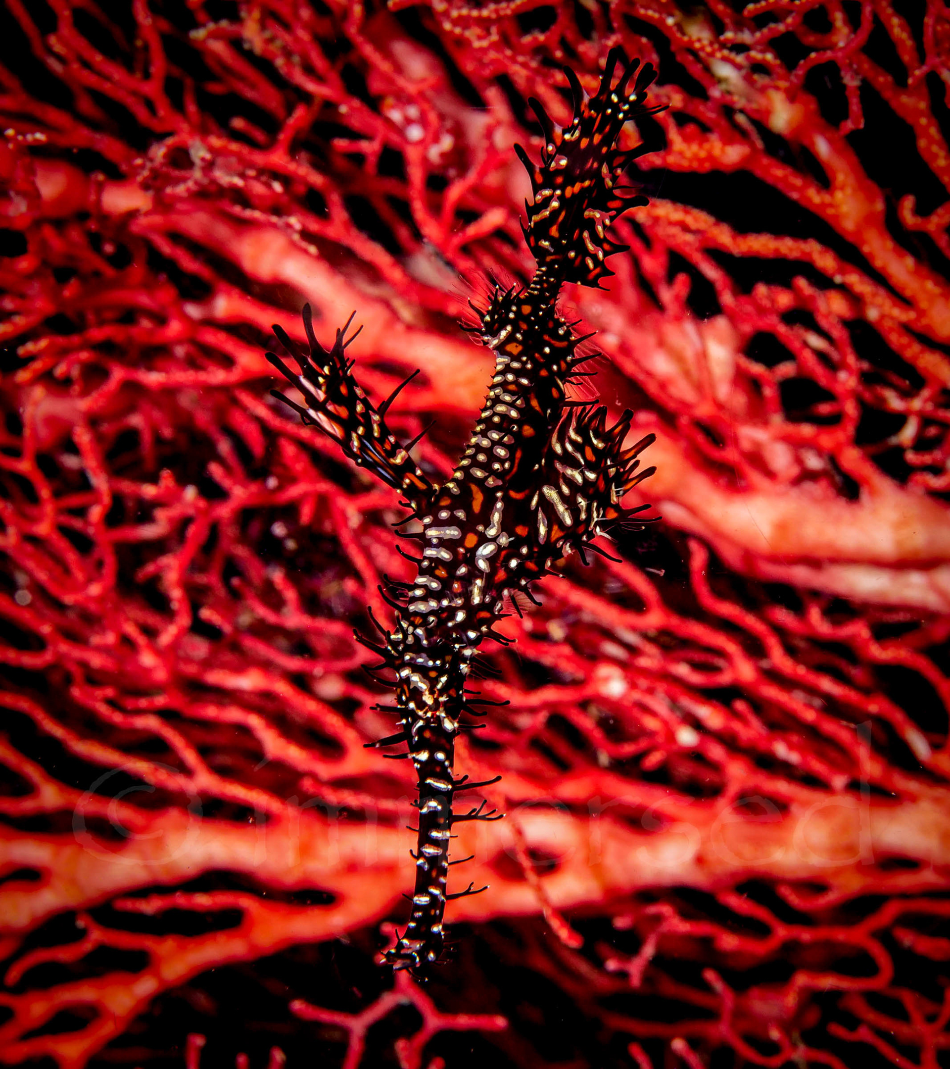 ornate ghost pipefish