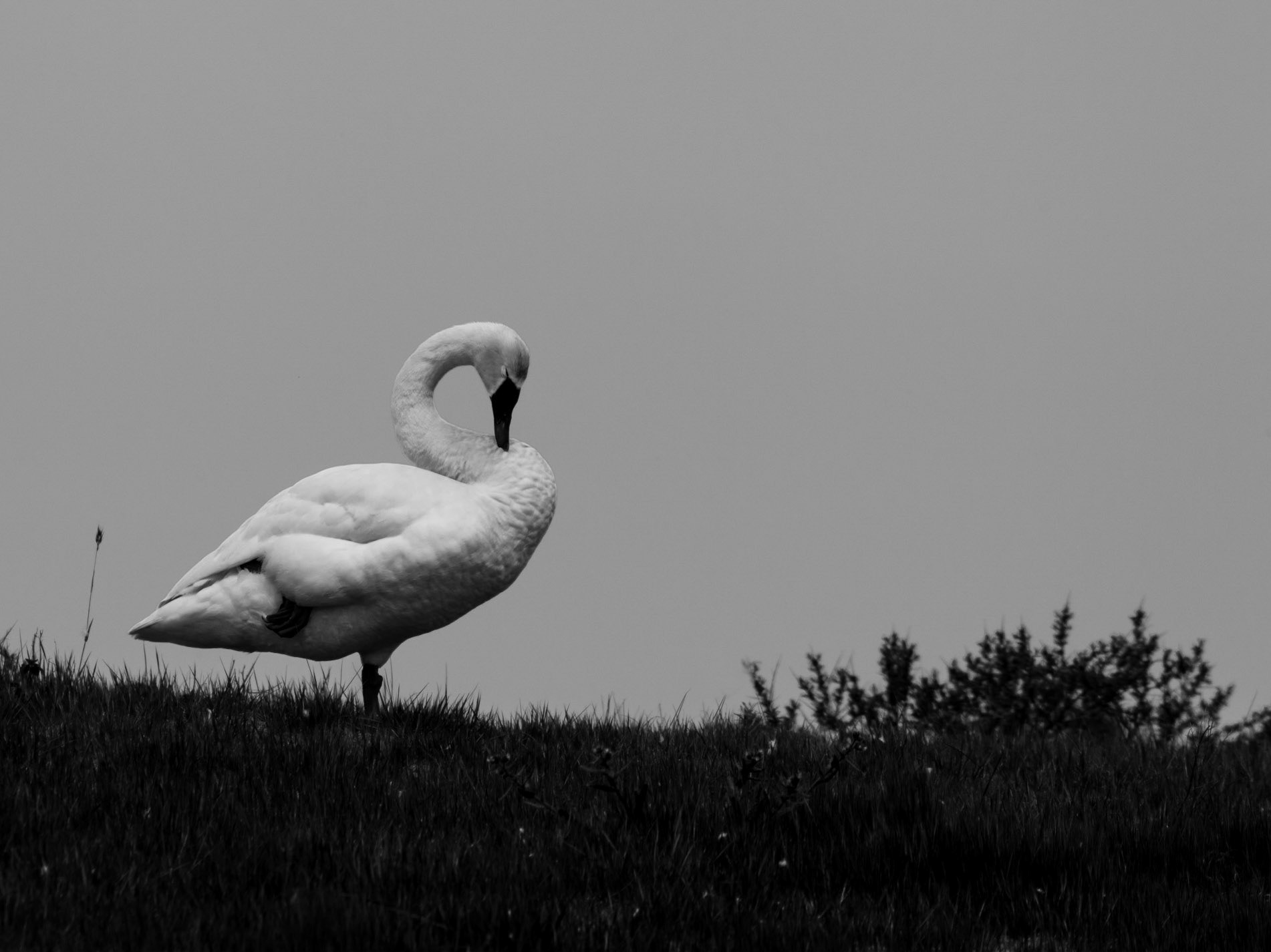Cygne chanteur N&B