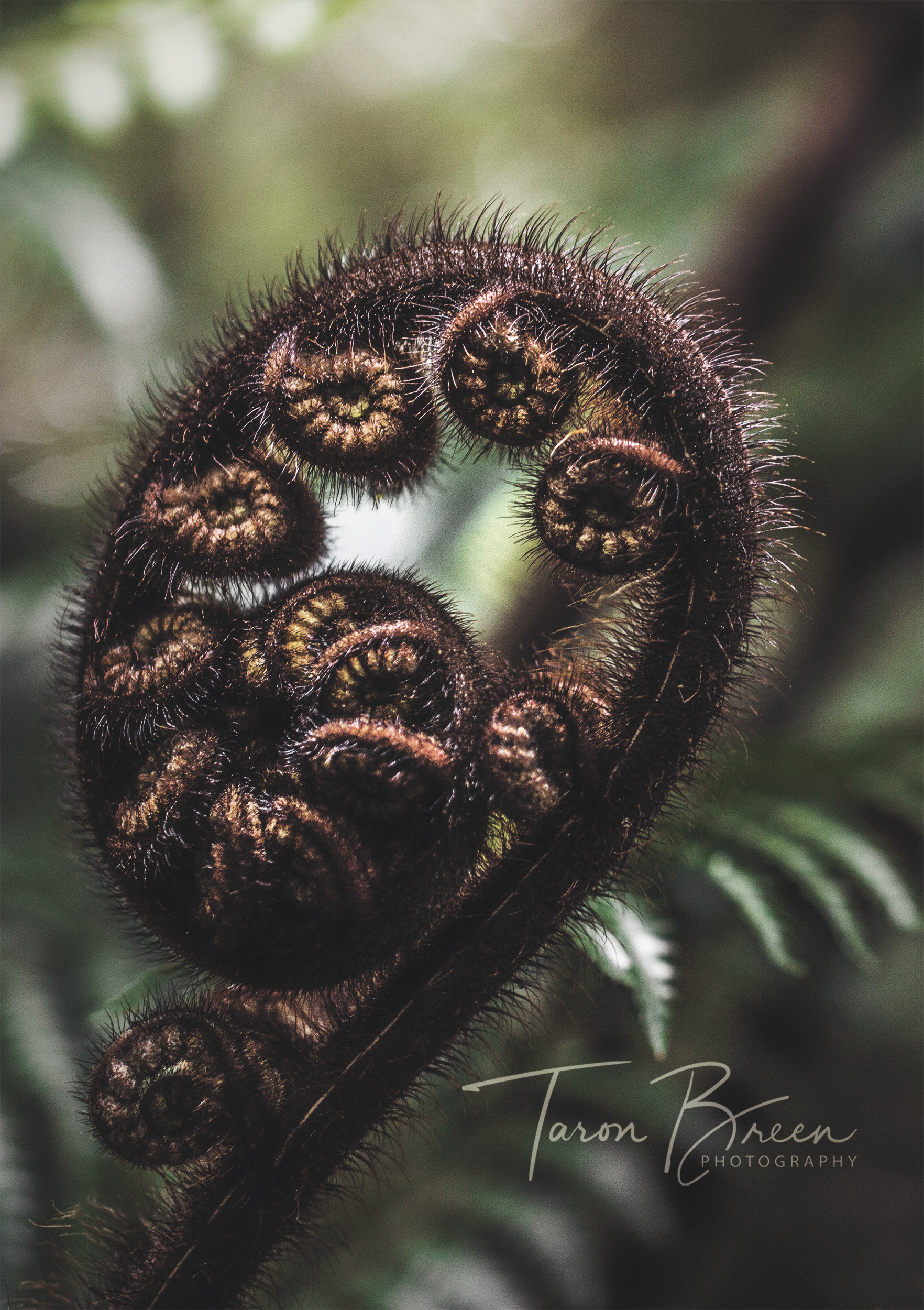 #9 | Mangawhero Bush Walk | Mount Ruapehu | New Zealand