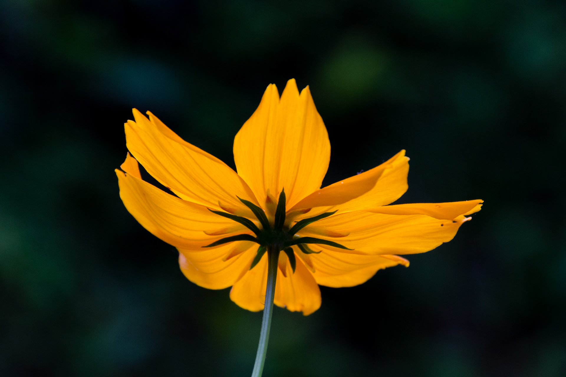 Cosmos